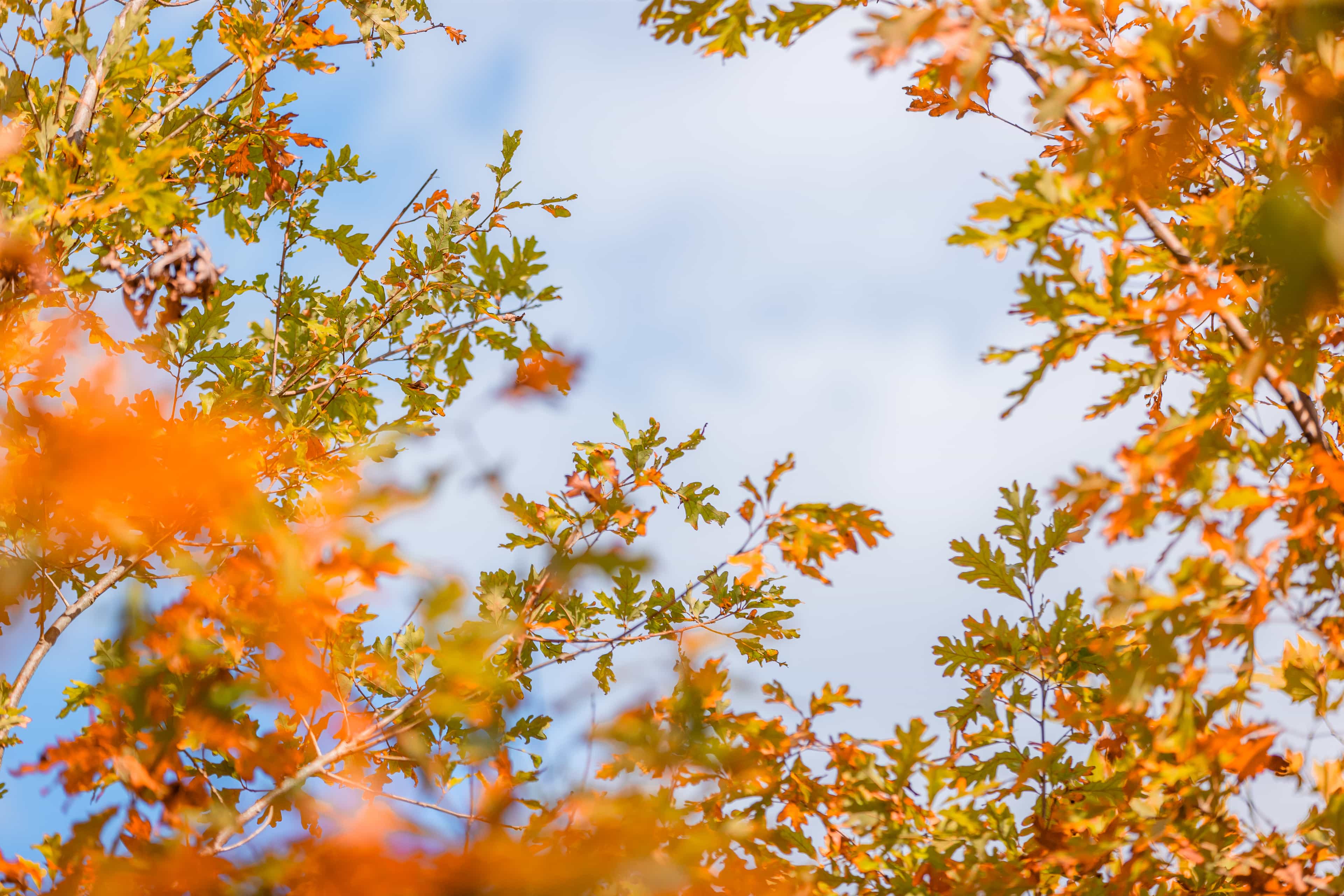 FallColorLeaves.jpg