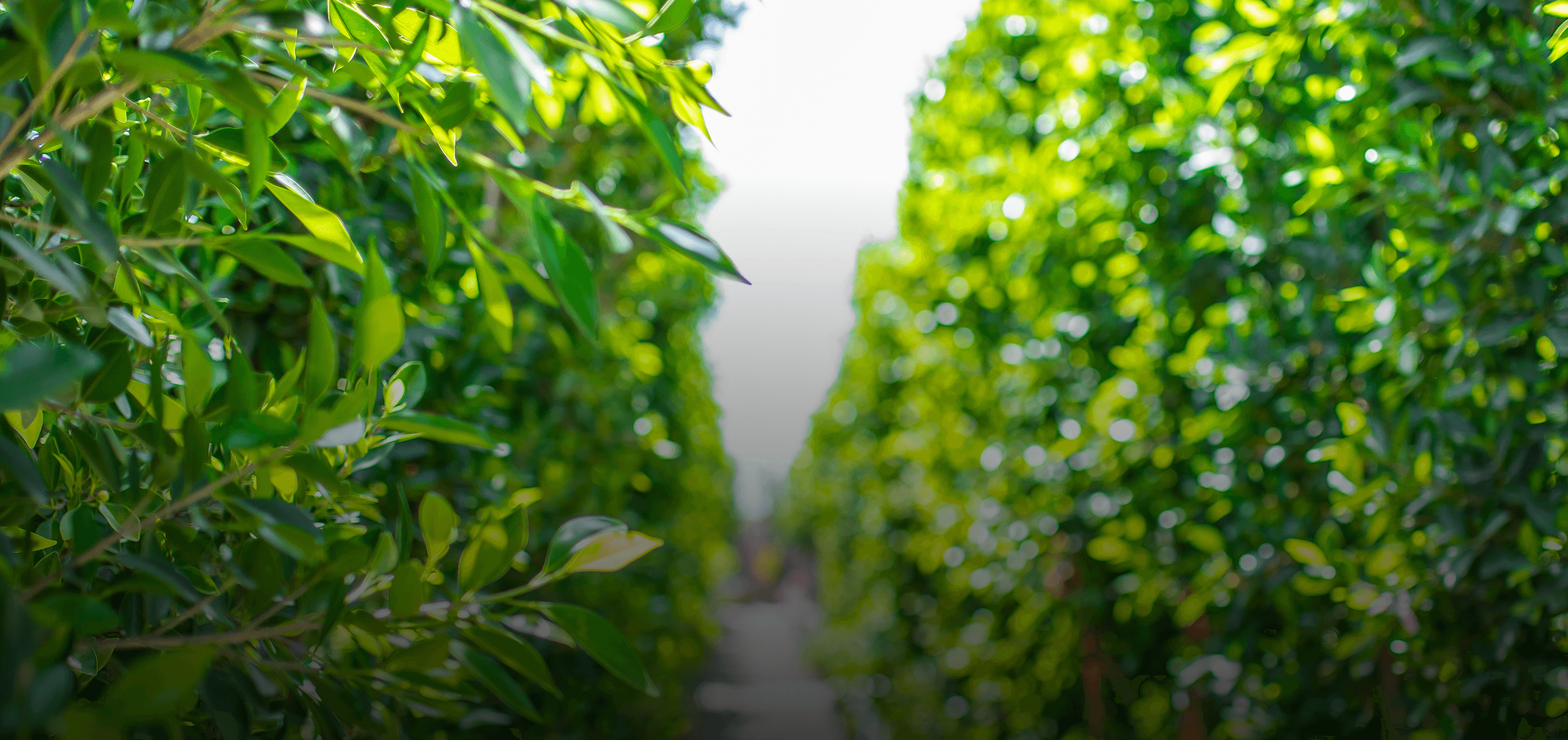 Beautiful hedge leaves on the rows of hedge trees in a Moon Valley Nurseries location.