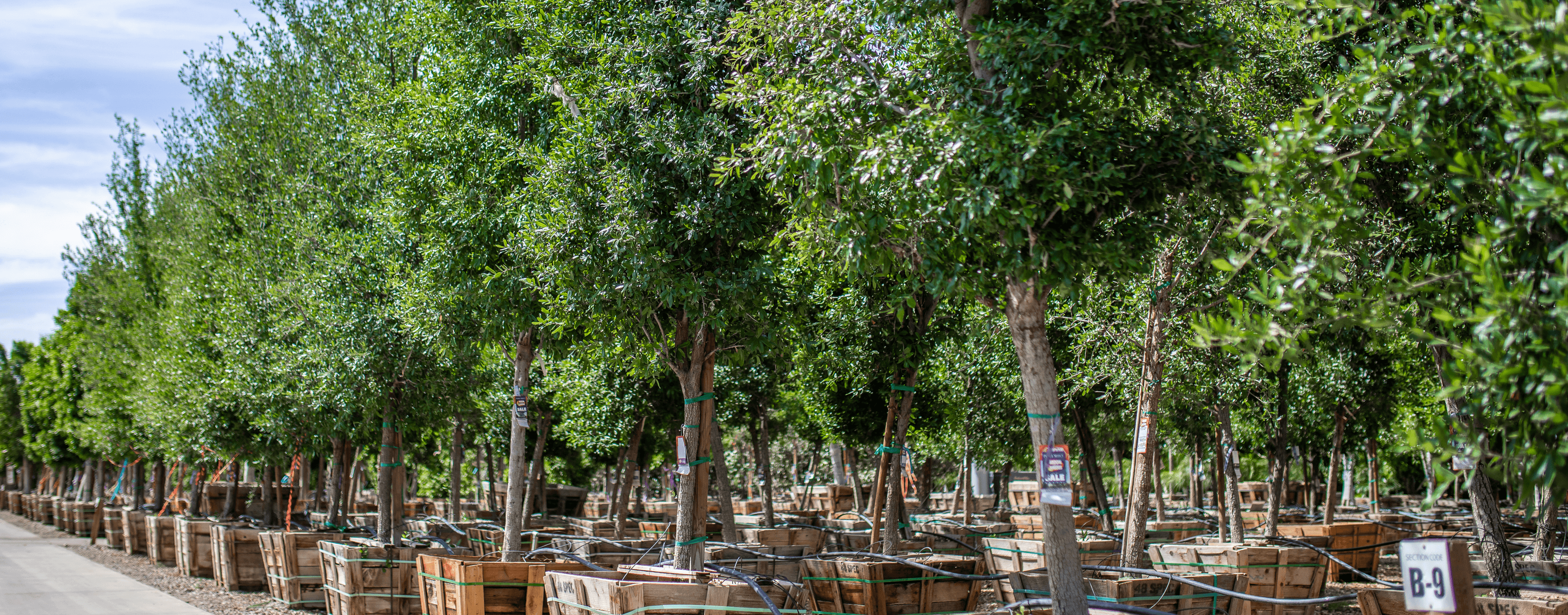Row of live oak trees grown in boxes at a Moon Valley Nurseries location.