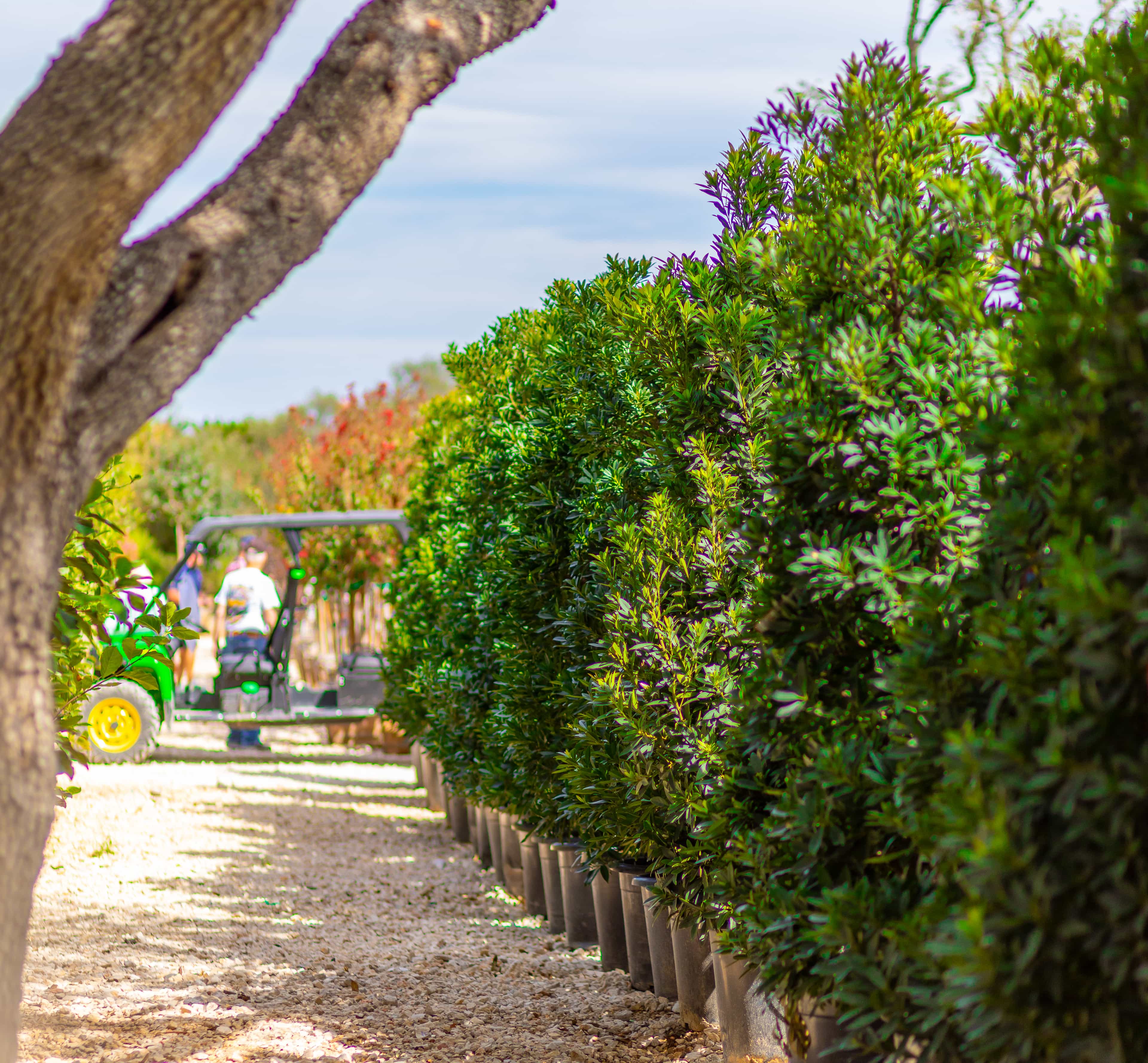 Image of a row of trees in a Moon Valley Nursery in Texas.