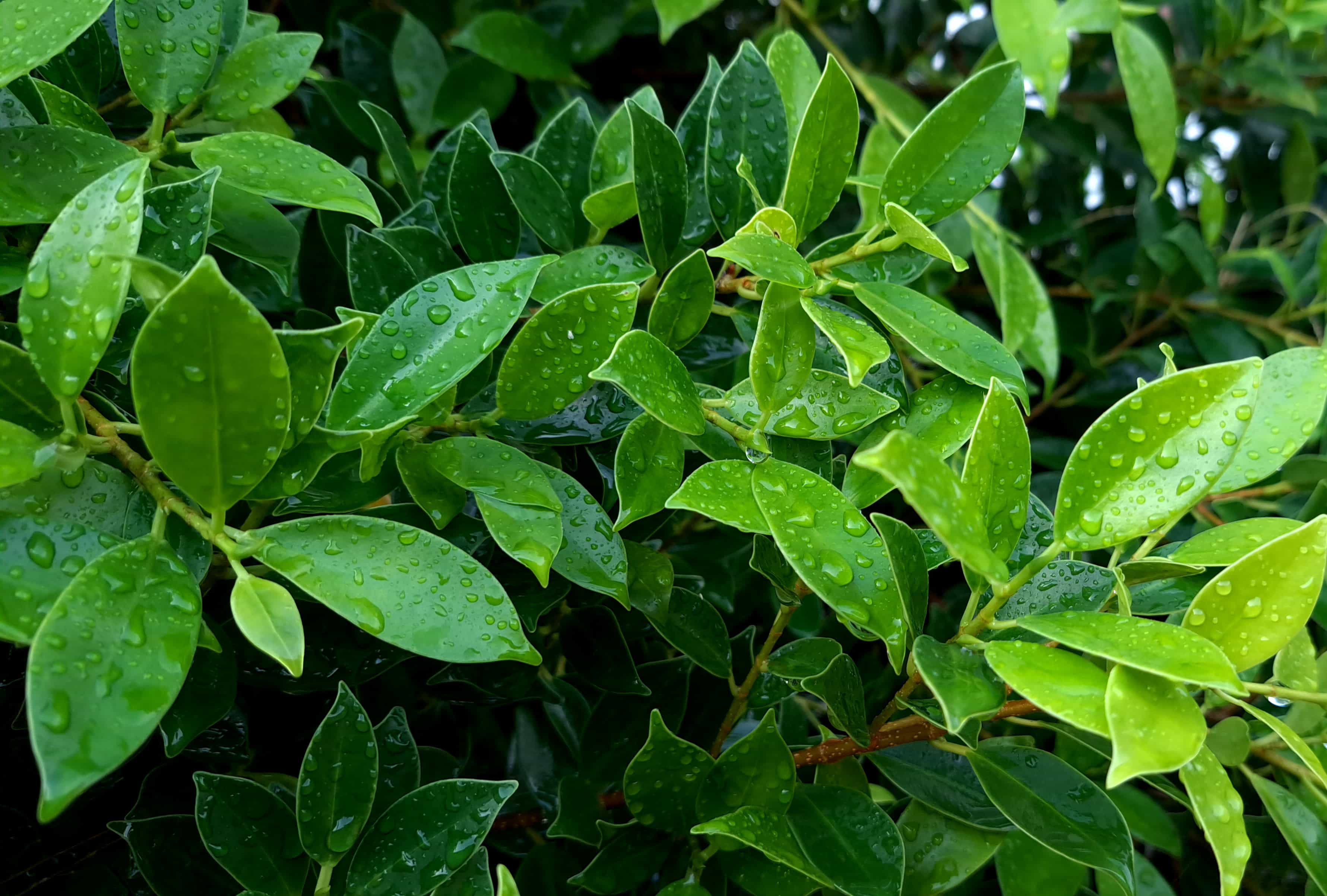 Leaves with water droplets clinging to them.