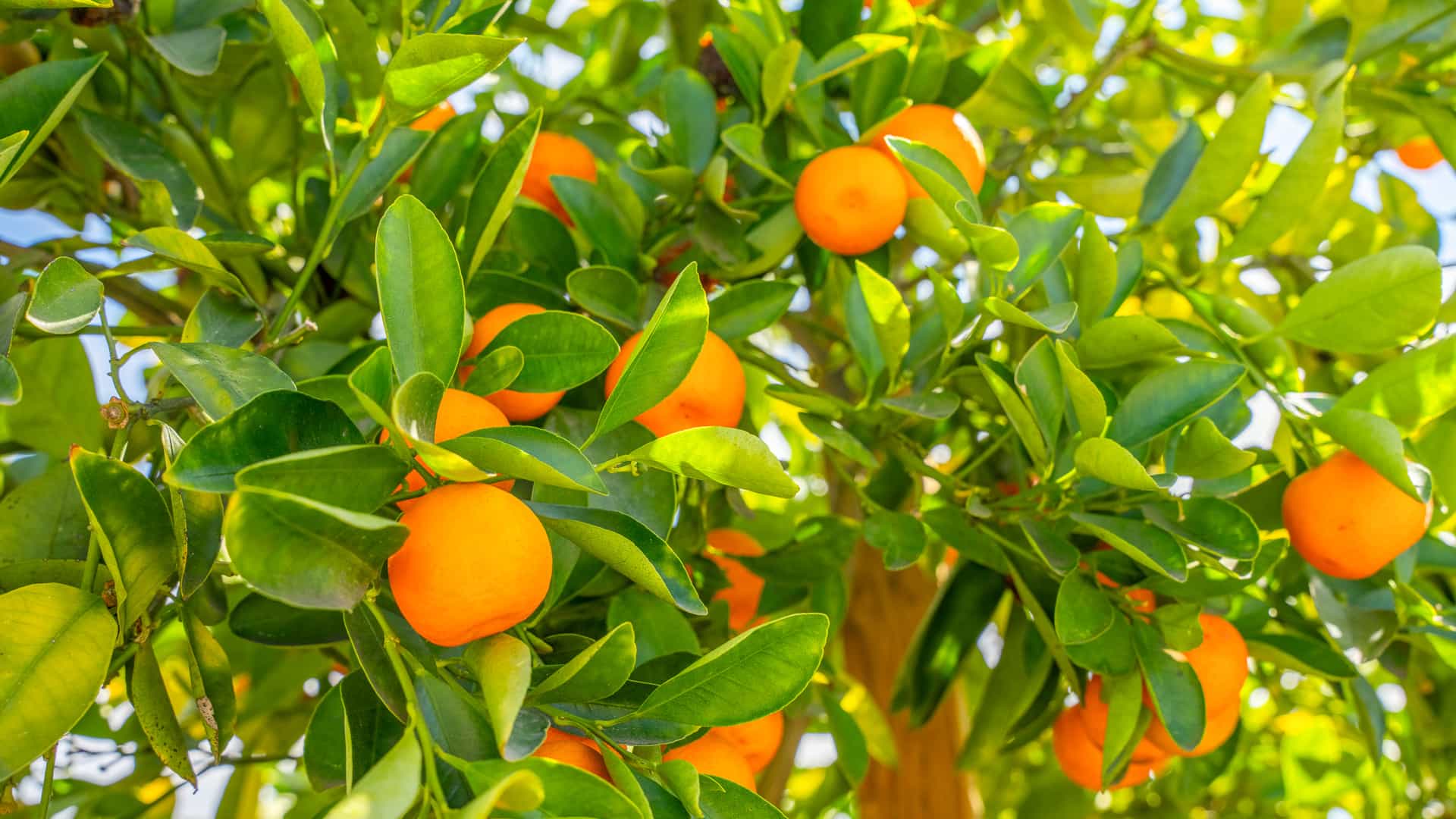Close up of Orange Tree bearing fruit.