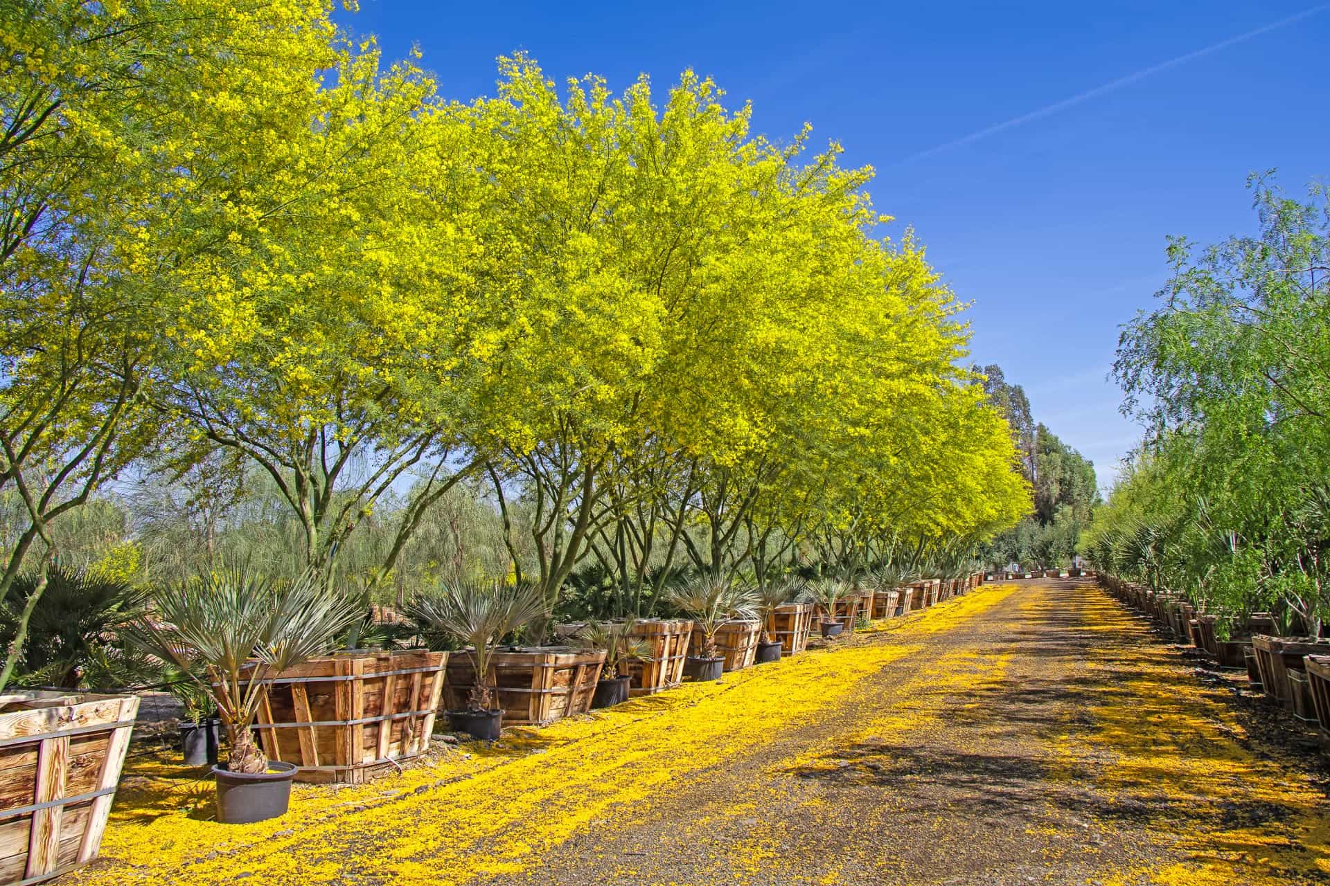 Row of Museum Palo Verde Trees in the nursery.