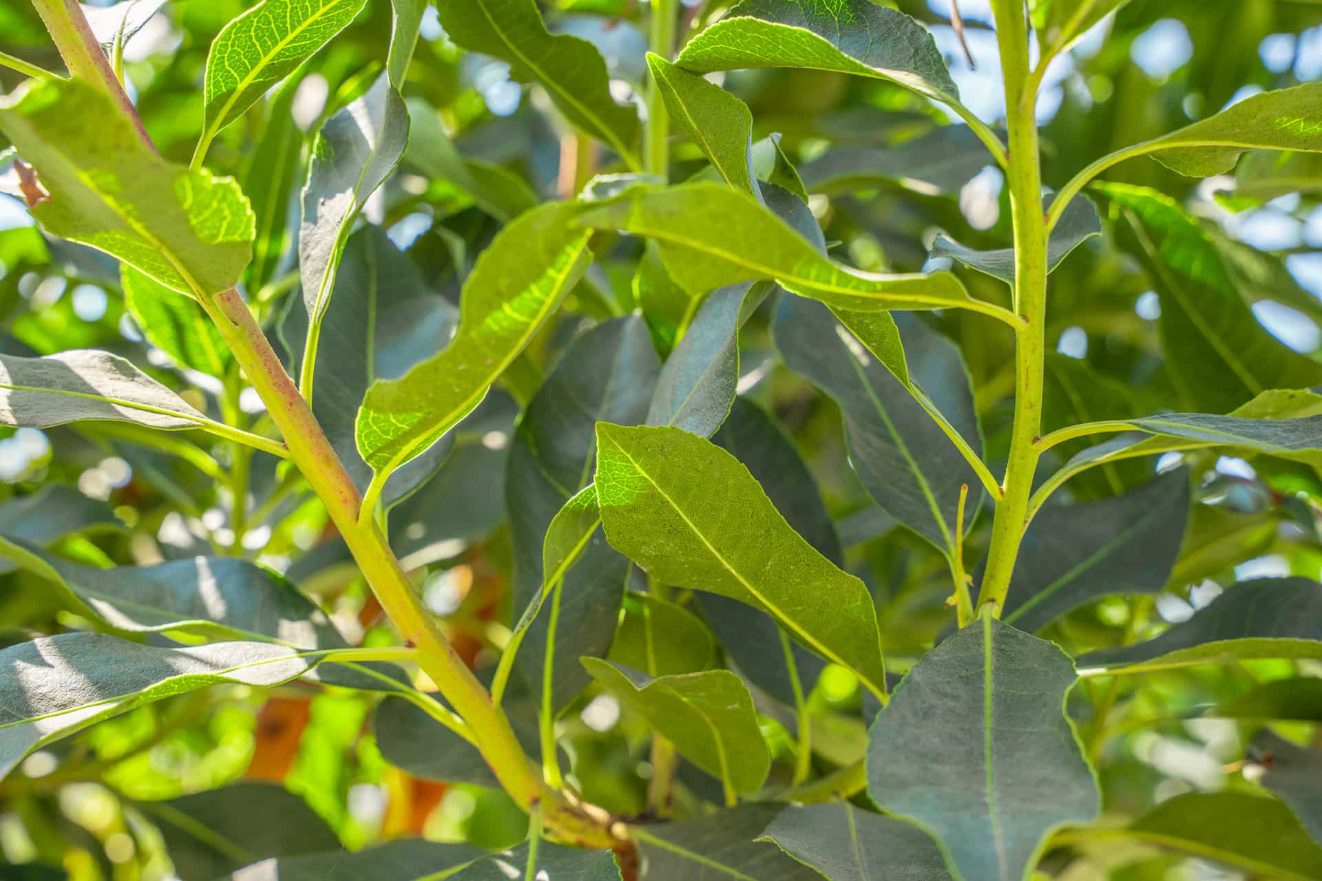 Close up shot of Strawberry Tree leaves.