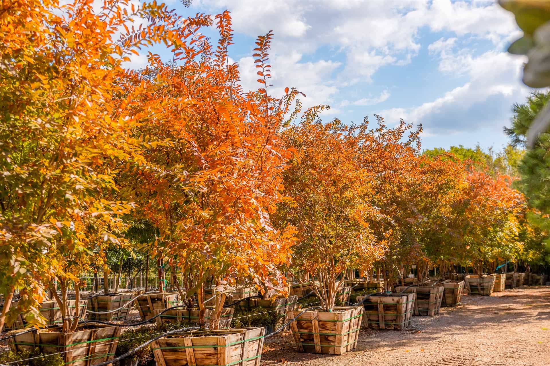 A row of trees displaying fall color leaves in the nursery.