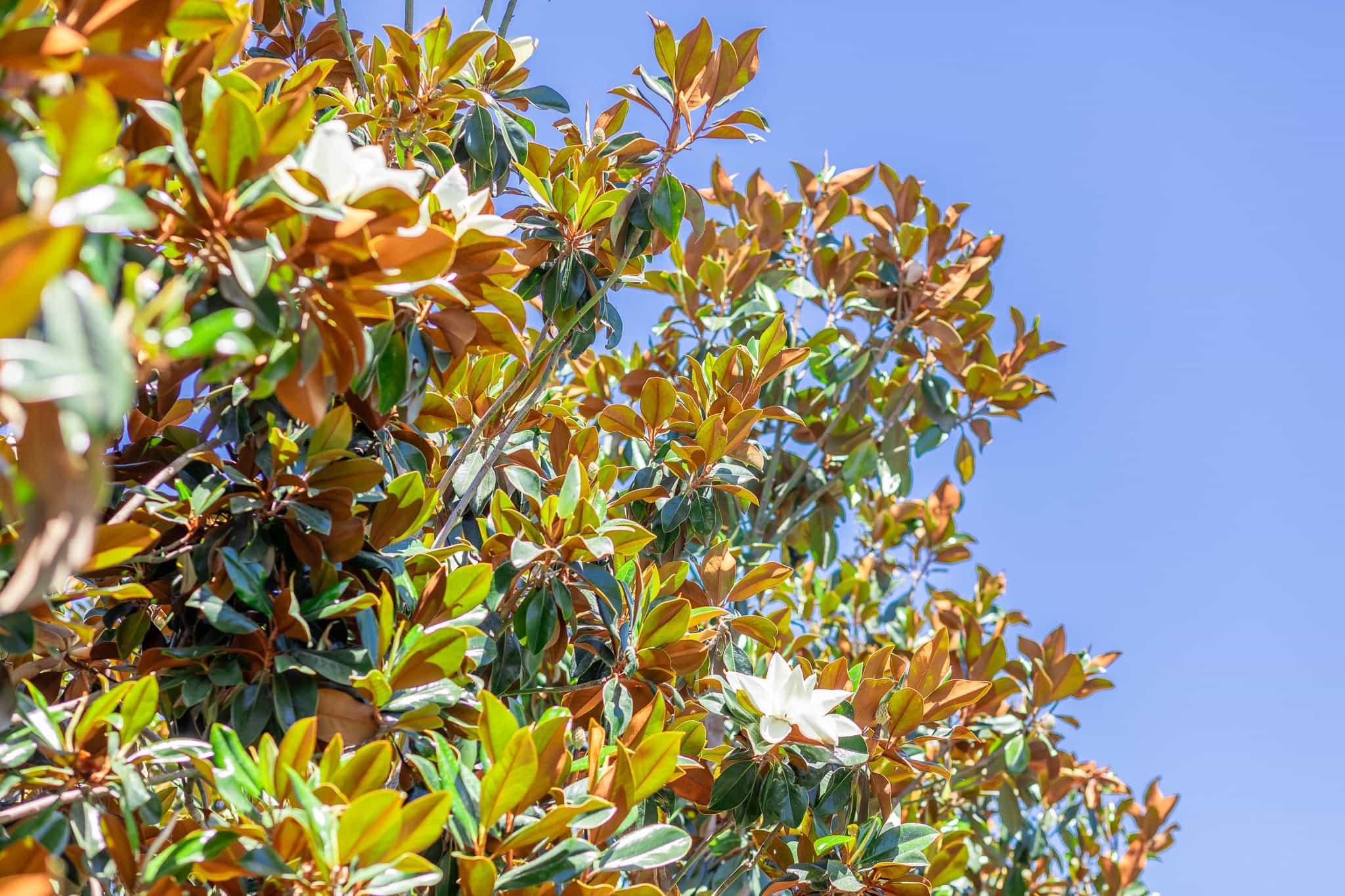 Leaves and flowers of a Magnolia Tree.