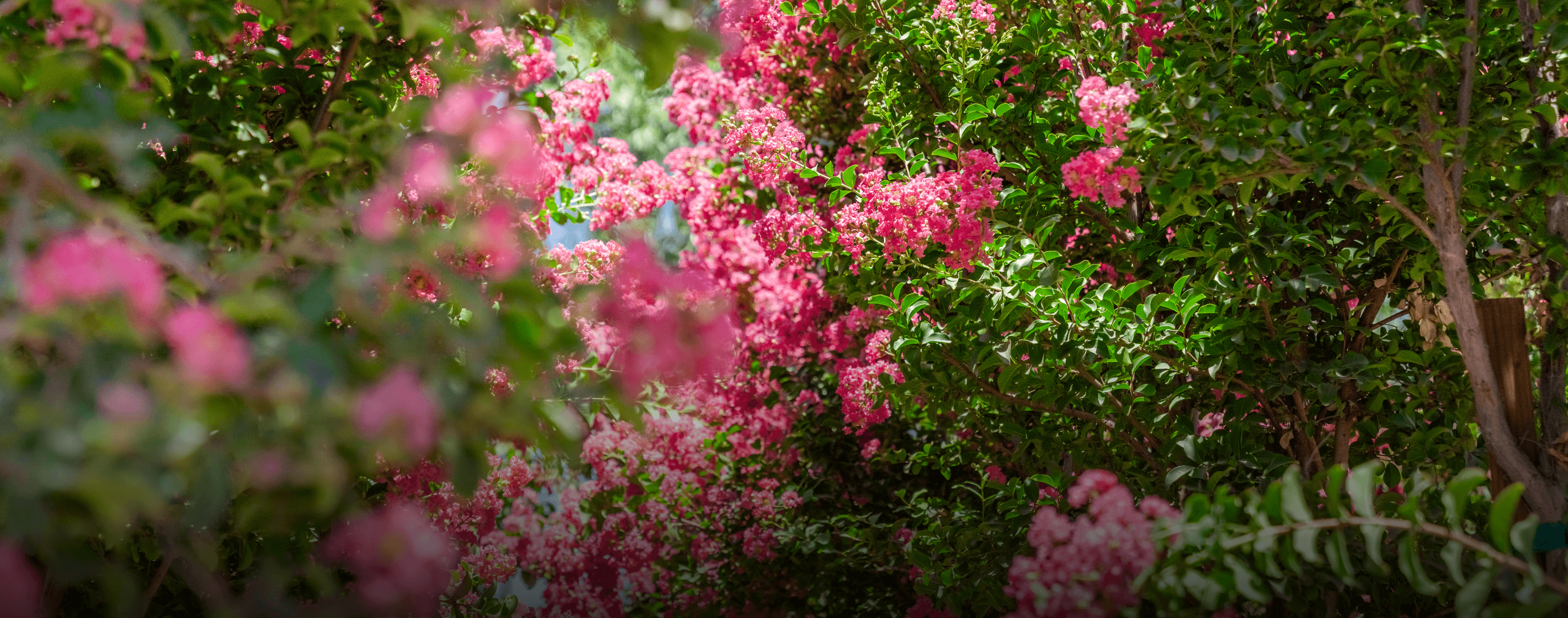 Crape Myrtle Flowers In A Moon Valley Nurseries Location