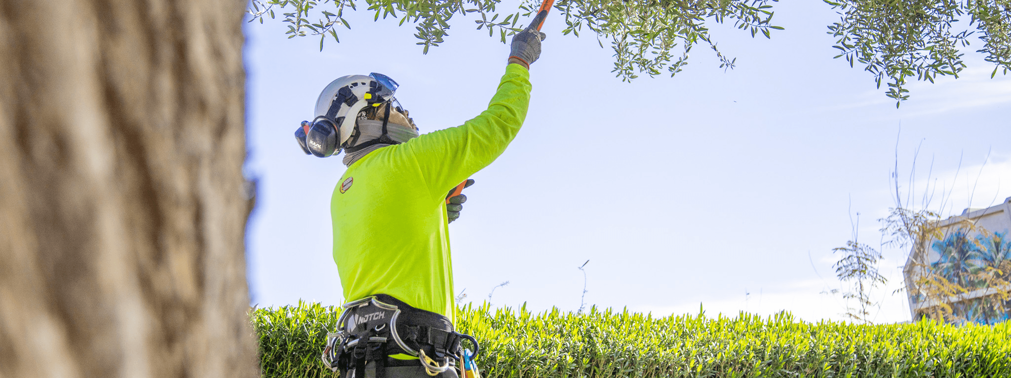 TreeCare_Trimming_Hero.png