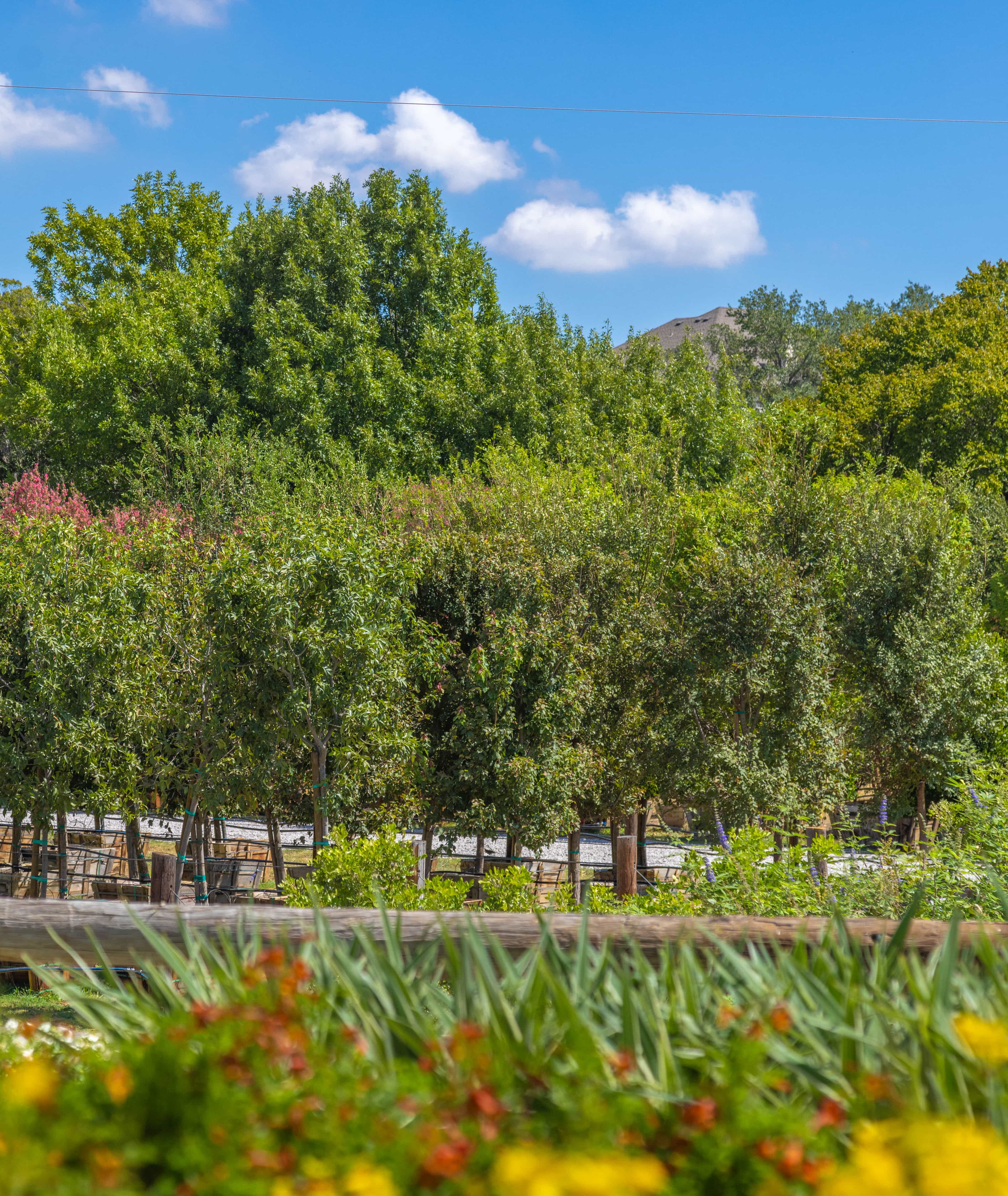 Trees in a row in a Moon Valley Nurseries location