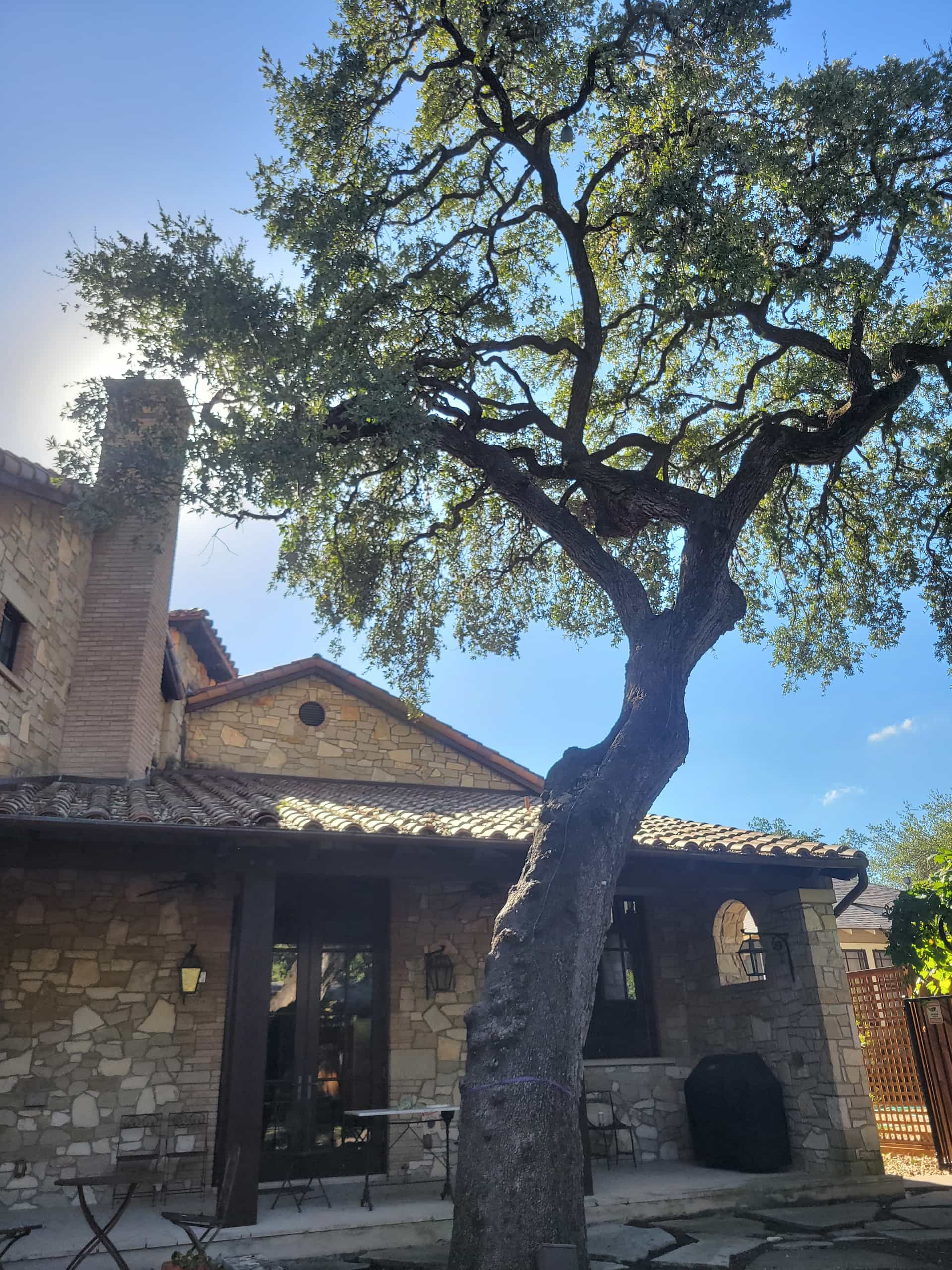 An after image of a tree trimming job in Texas.