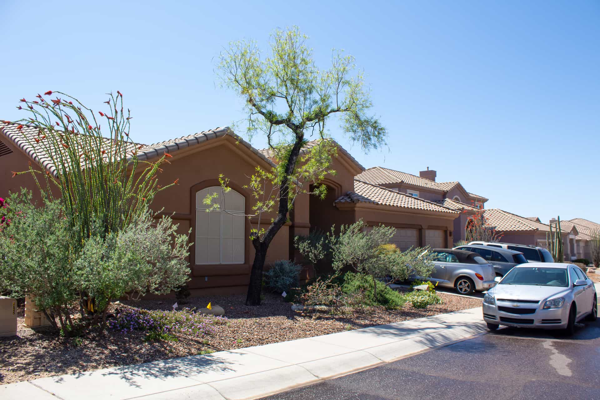 Before image of a tree removal in Arizona.