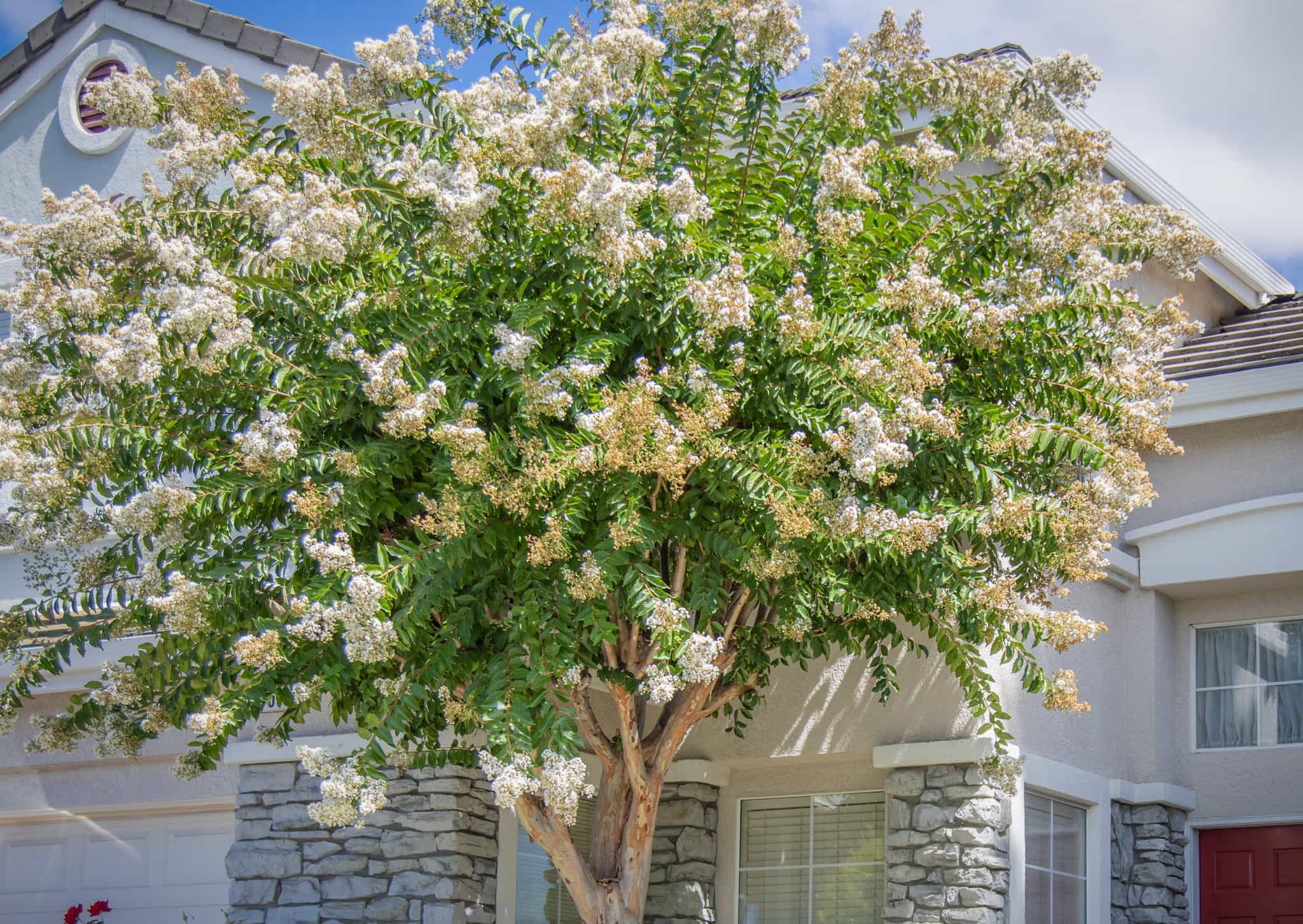 White Crape Myrtle Tree In Front Yard