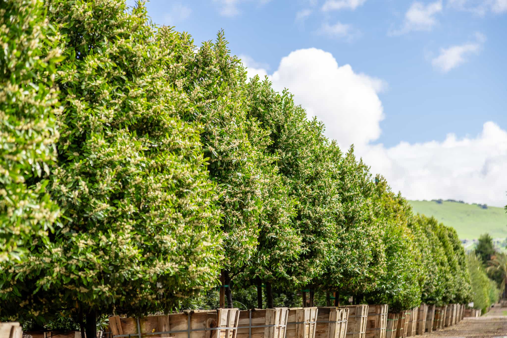 Row of beautiful Carolina Cherry hedges in a Moon Valley Nurseries location.