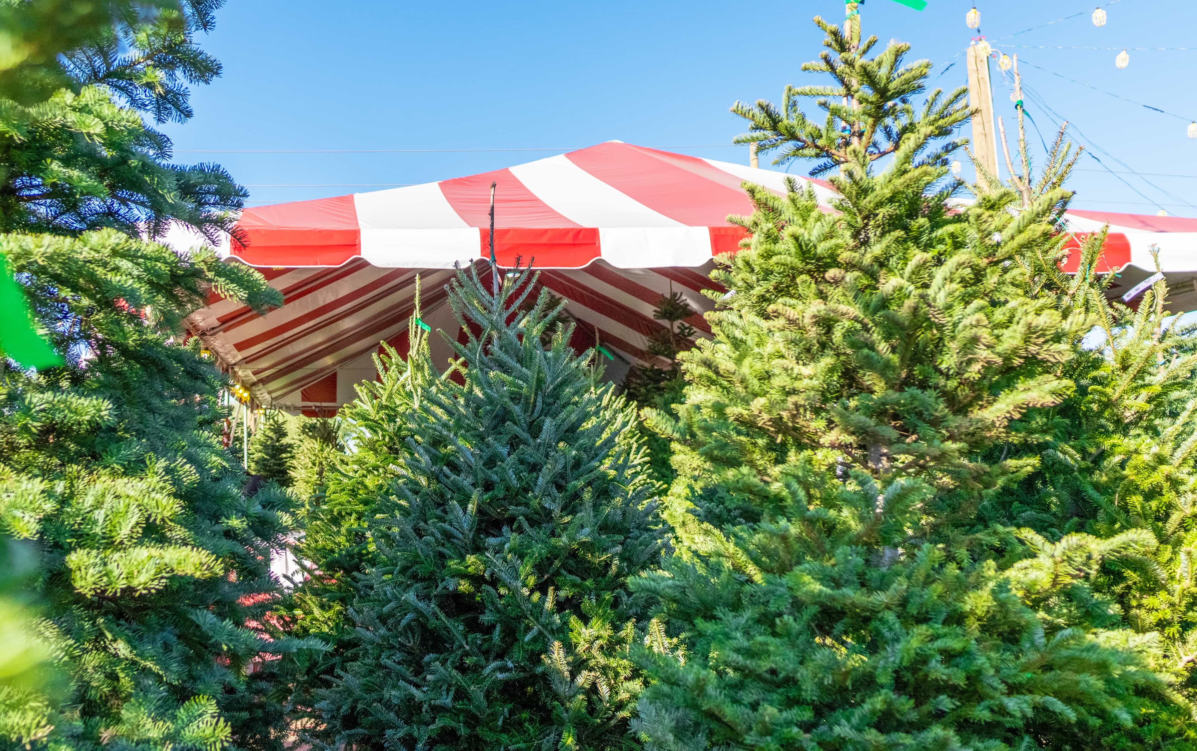 The tops of Christmas Trees near the entrance of a Moon Valley Nurseries Christmas Tree lot.