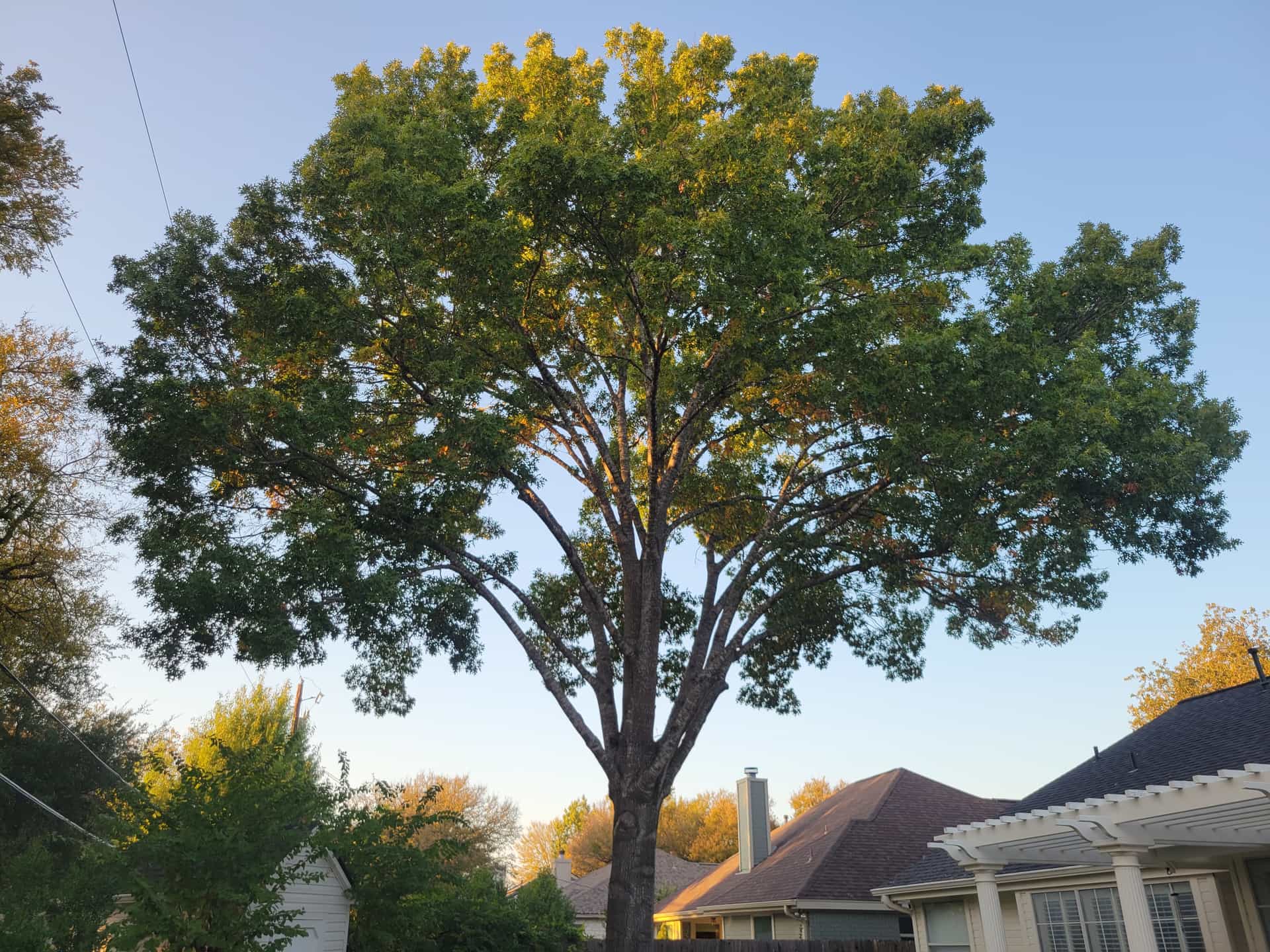 Photo of a beautiful shade tree after a crown thinning job.