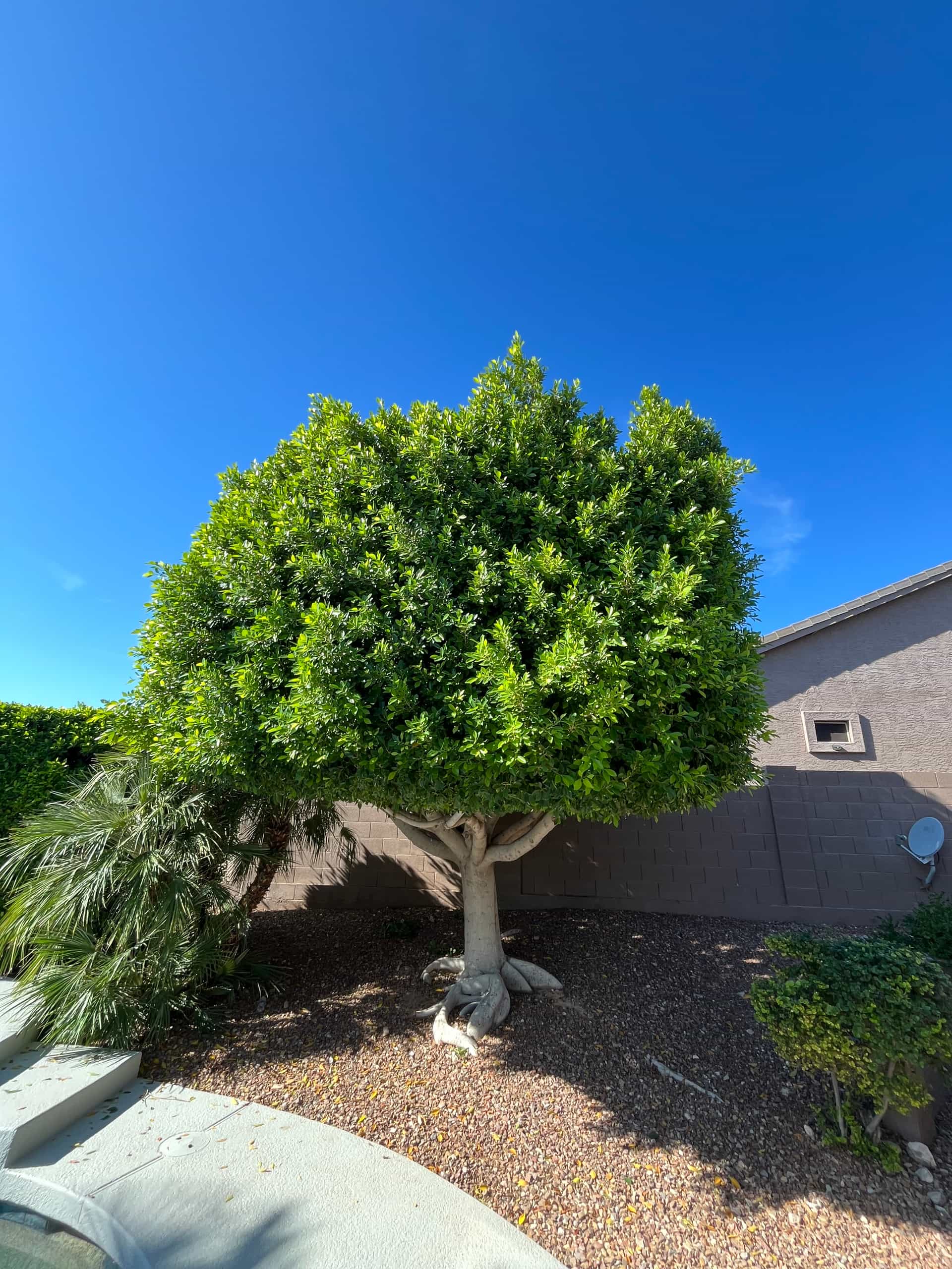 Photo of a beautifully trimmed ficus tree after a crown reduction.