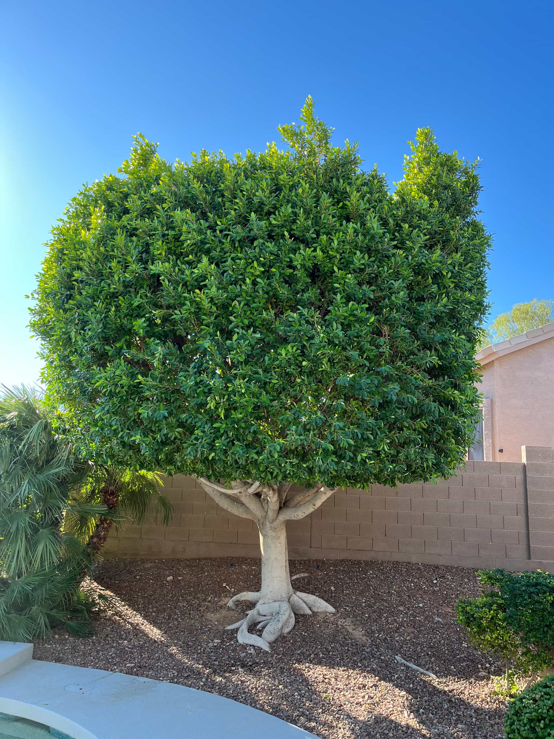 Picture of a ficus tree before a crown reduction.