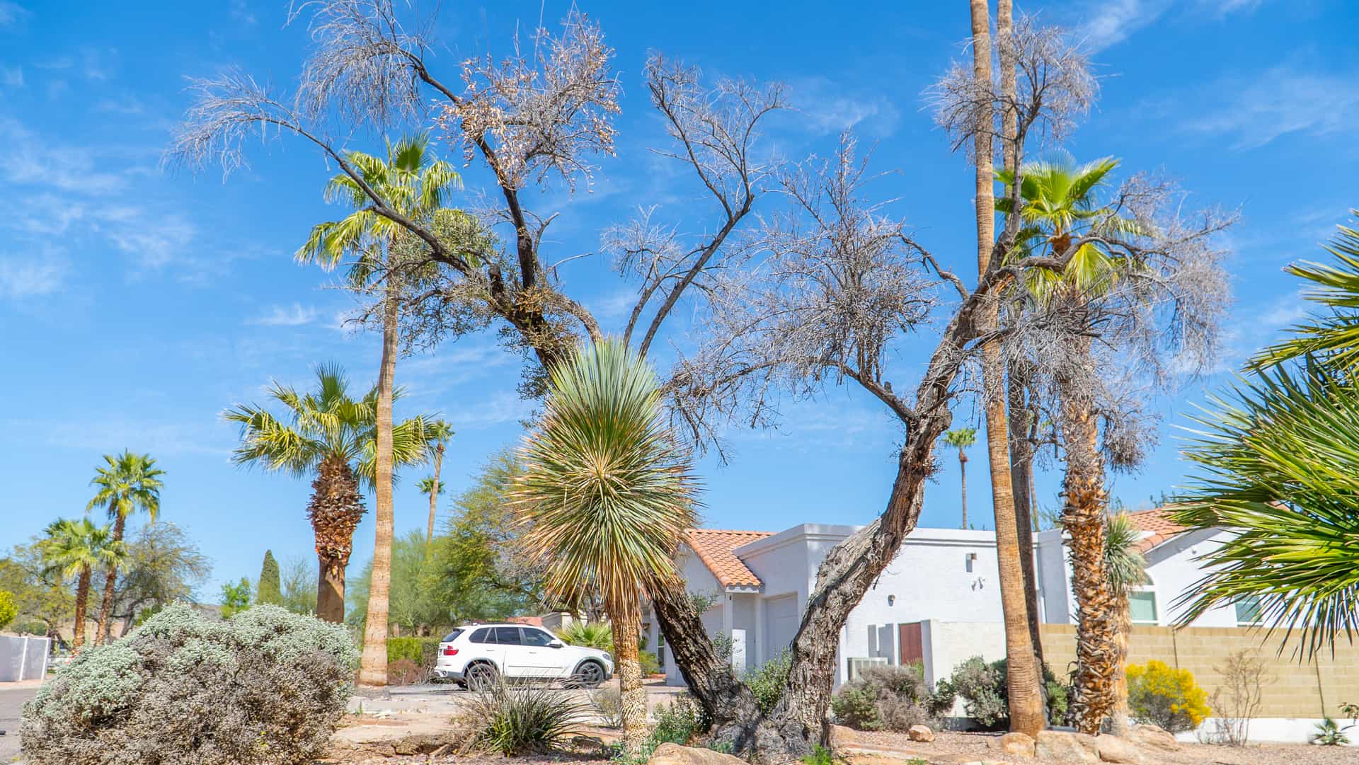 Image of a dying tree before it was removed.