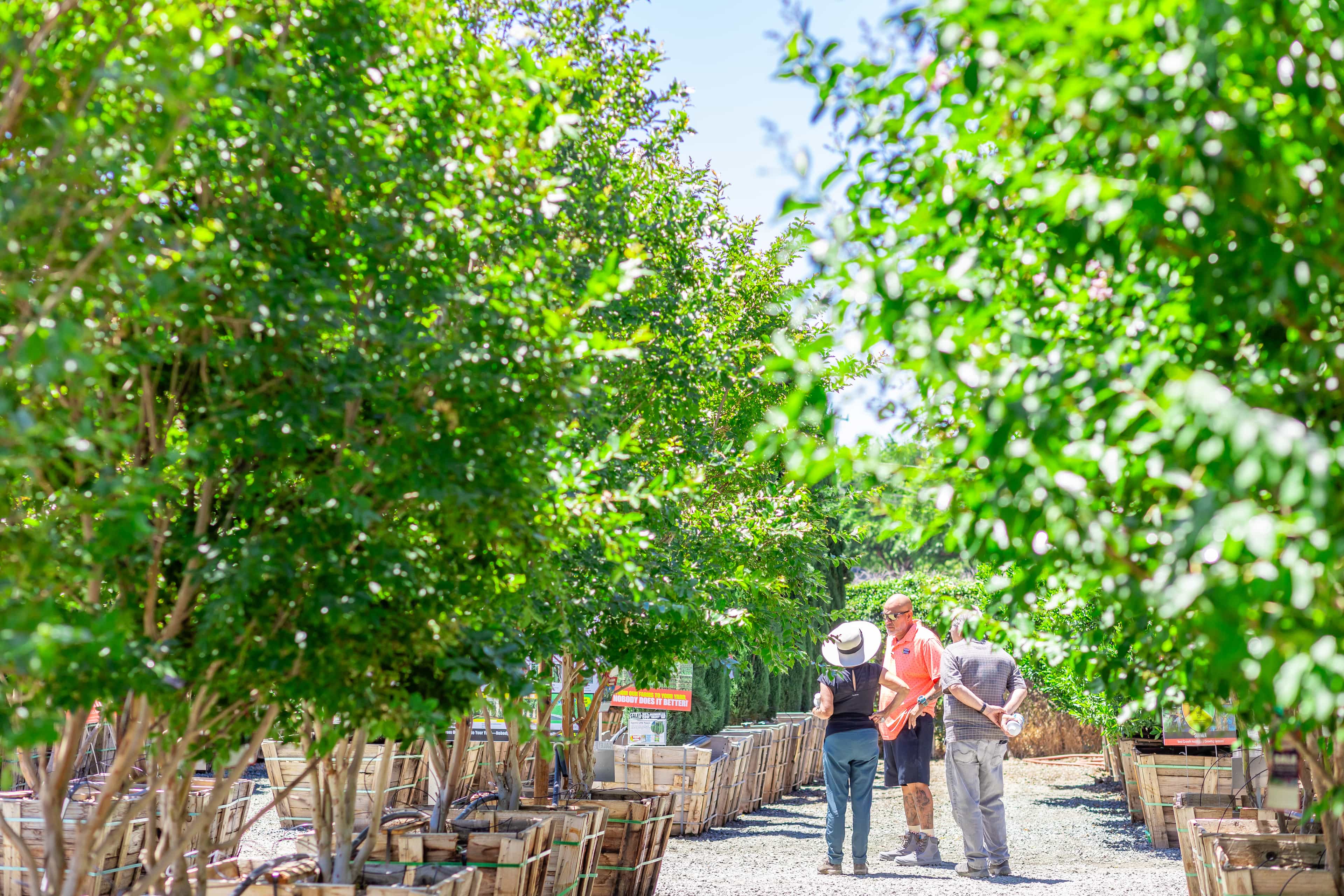 Rows of trees in a nursery with customers asking a sales associate questions.