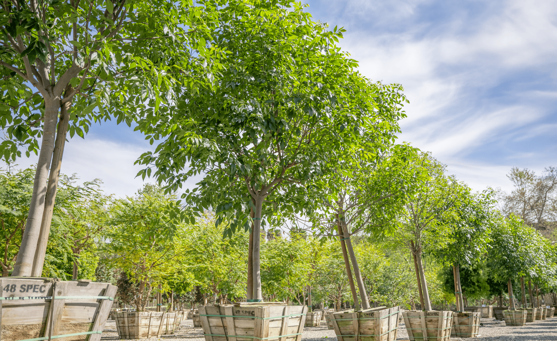 Row of Majestic Ash trees at a Moon Valley Nurseries location.