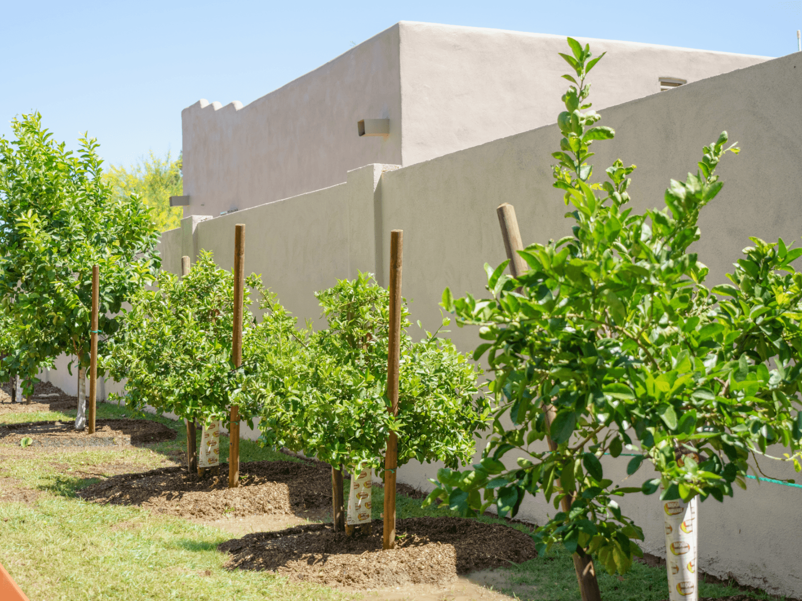 Orchard Wall After