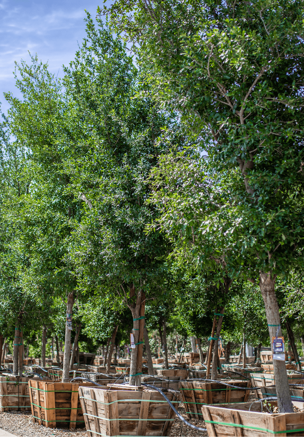 Browse our premium tree selection