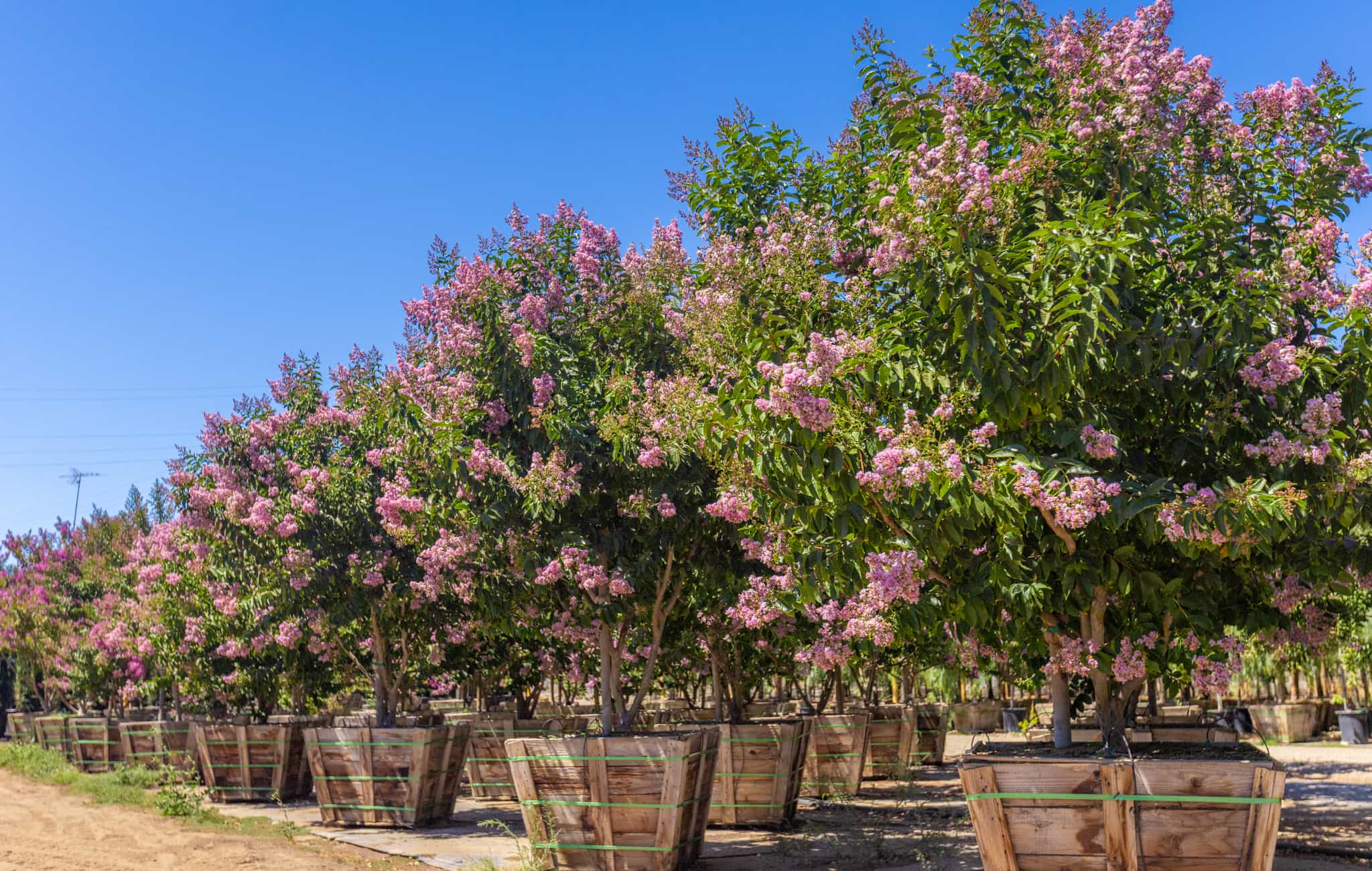 A row of box grown Crape Myrtles in bloom