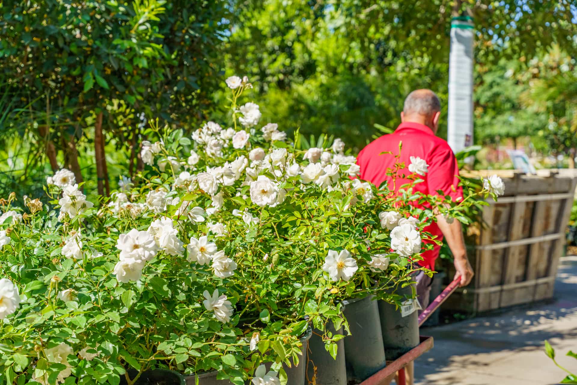 Several pots of blooming white roses being moved on a care by a Moon Valley Nursery pro.