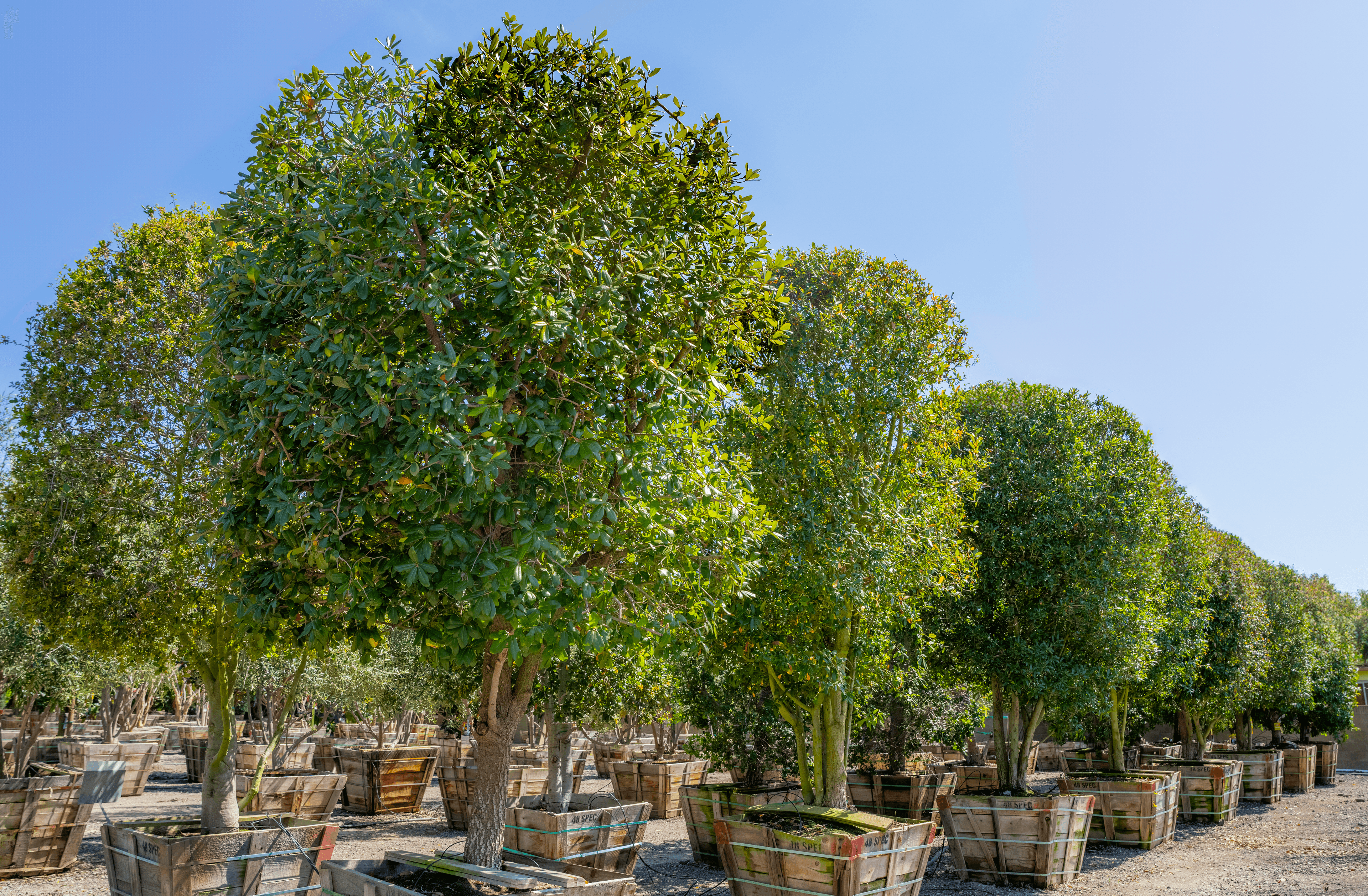 Southern Live Oak - Quercus Virginiana 3.png
