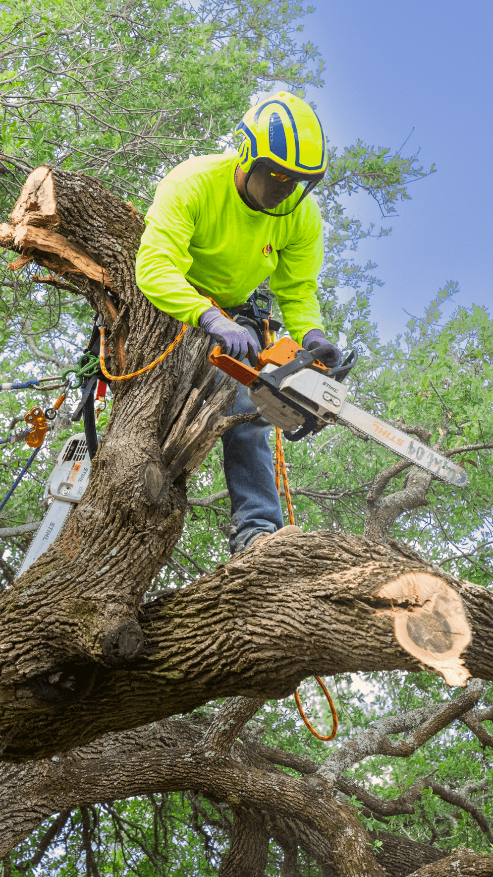 TreeCare_Service.png