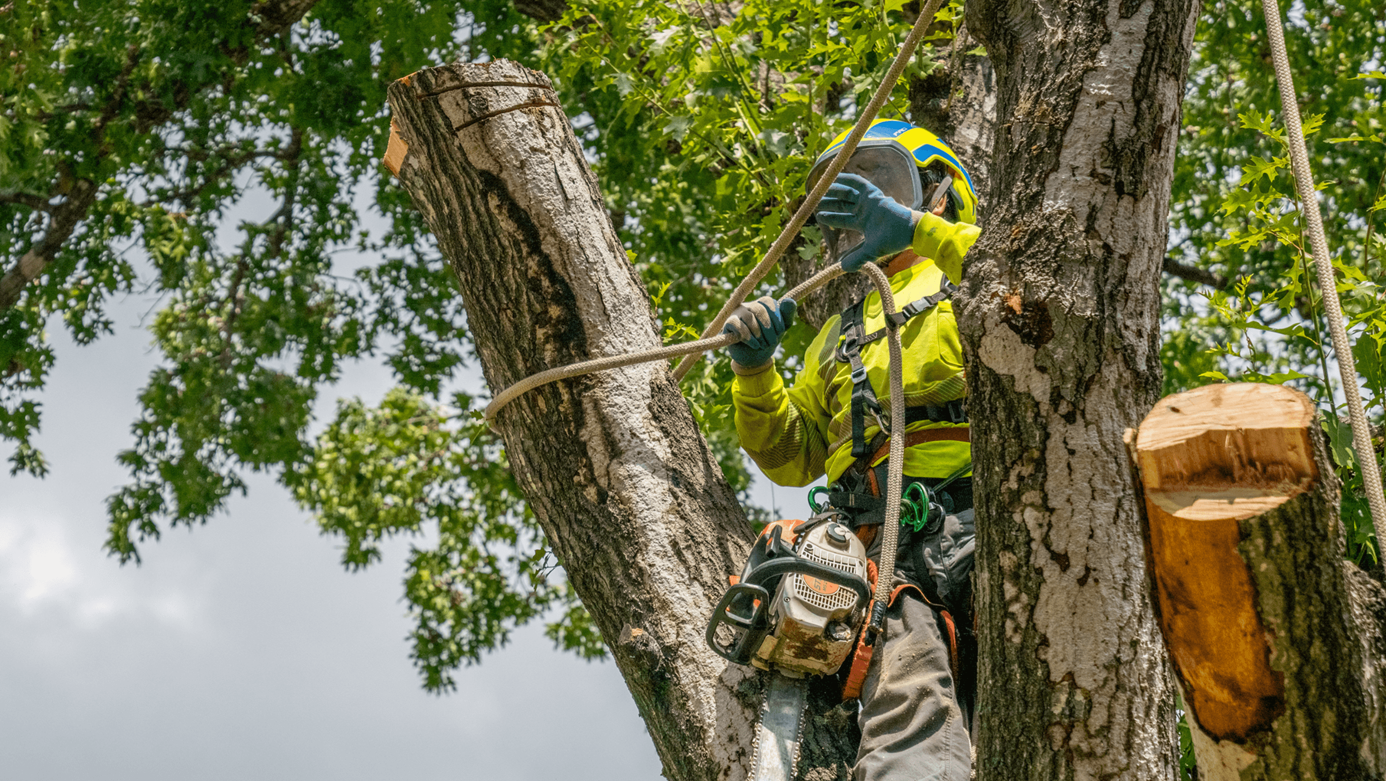 TreeTrimming.png