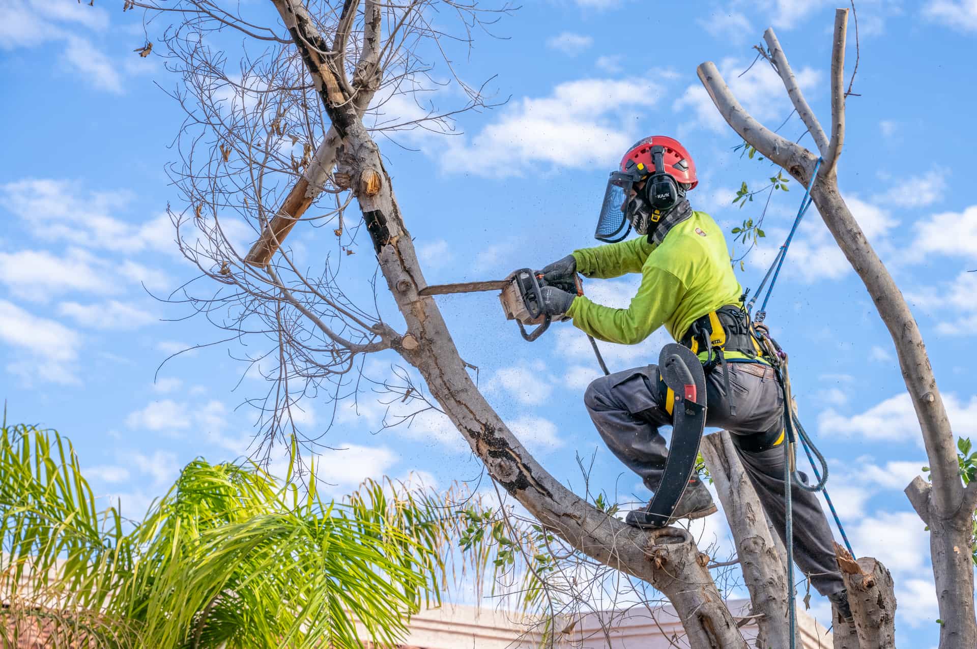 Tree_Care_Trimming.jpg
