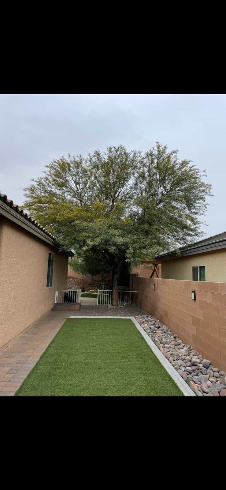 Before image of a large tree removal job in Arizona.