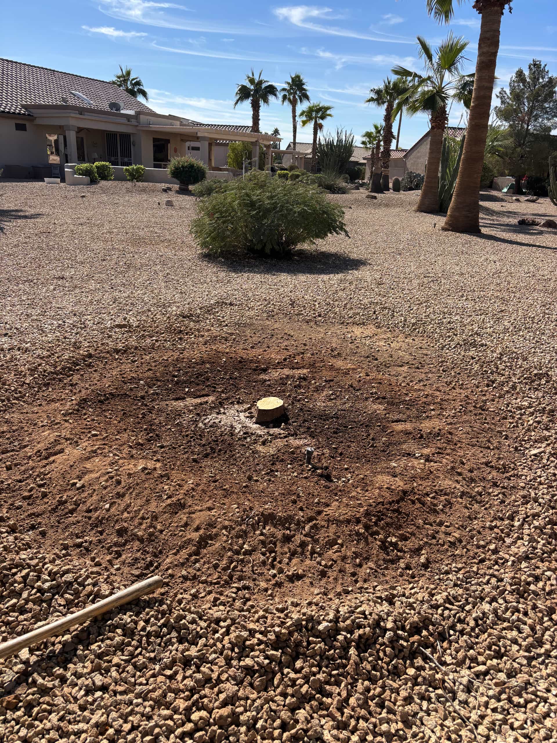 A before image of a small stump prior to its total removal.