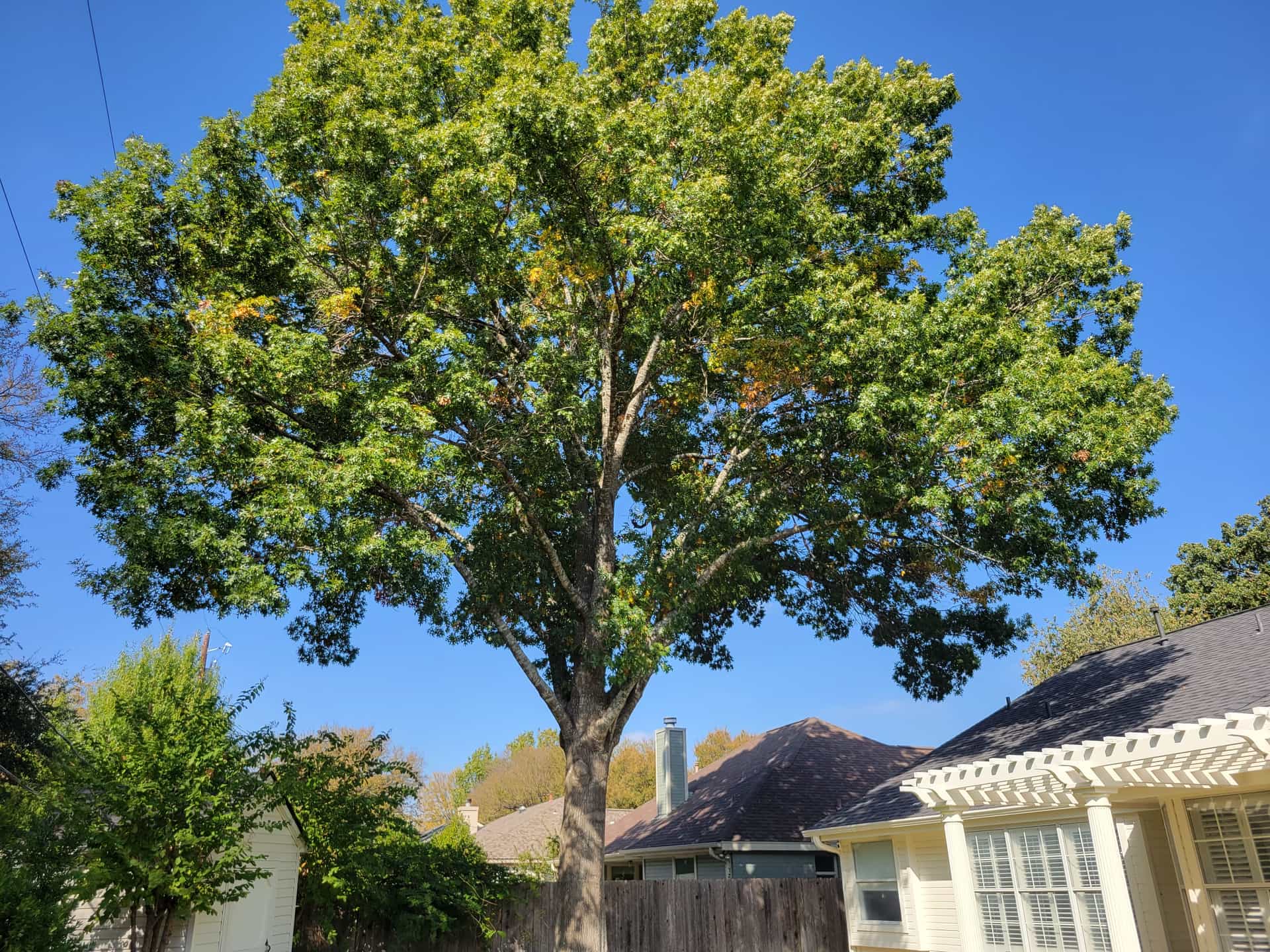 Photo of a large tree before a crown thinning job.