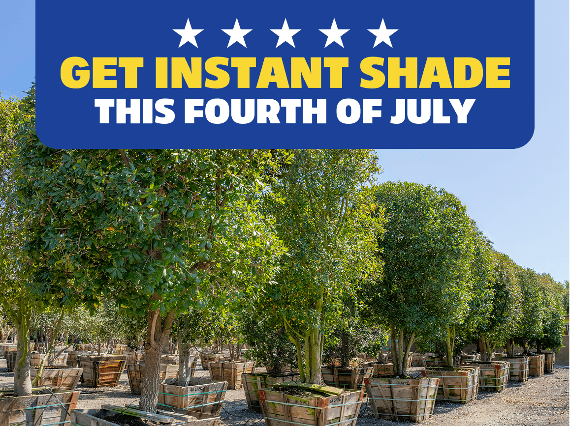 Get instant shade this Fourth of July! | Picture of southern live oak shade trees at a Moon Valley Nurseries location.