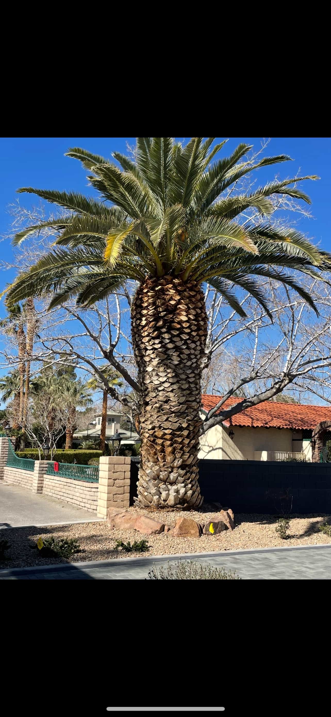 A large palm tree prior to skinning.