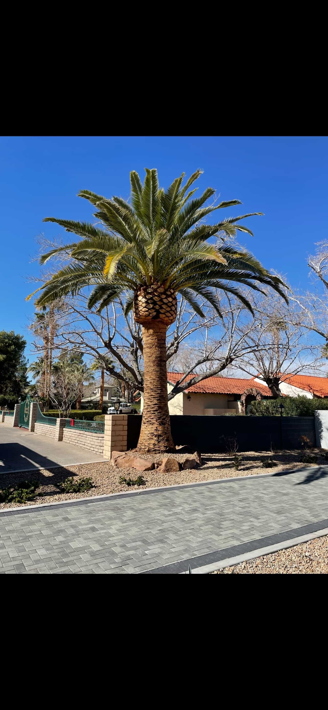 A beautifully trimmed and skinned palm cared for by Moon Valley Nurseries.