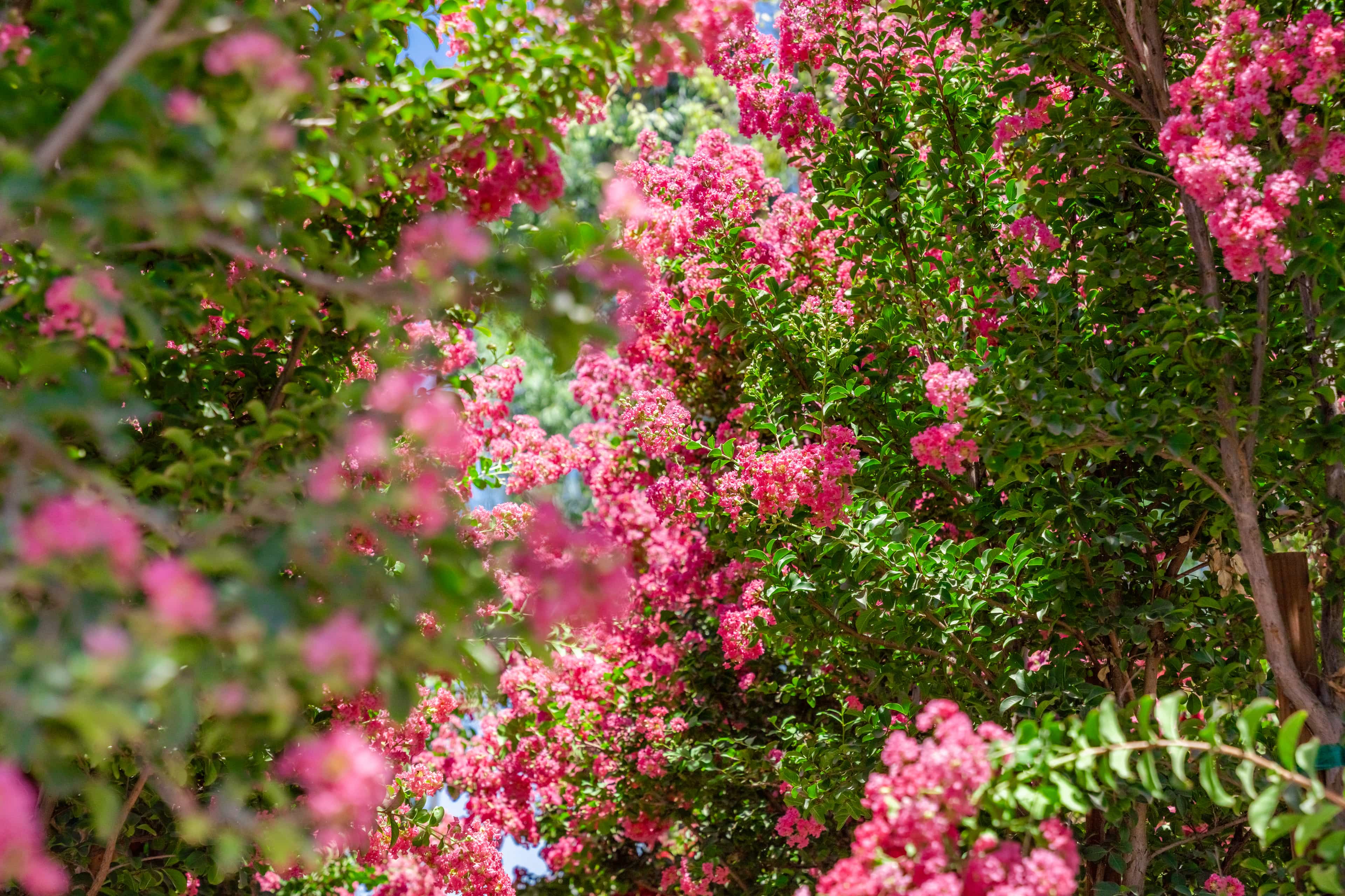 A row of pink crape myrtle trees