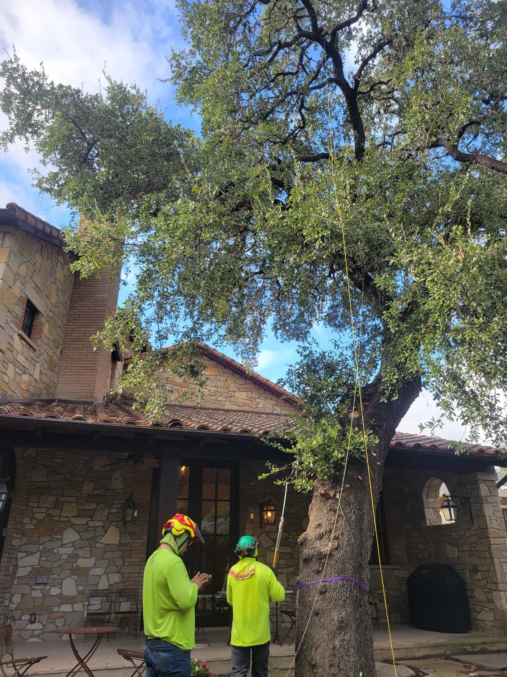 Before image of our tree care professionals preparing to trim a shade tree in Texas.