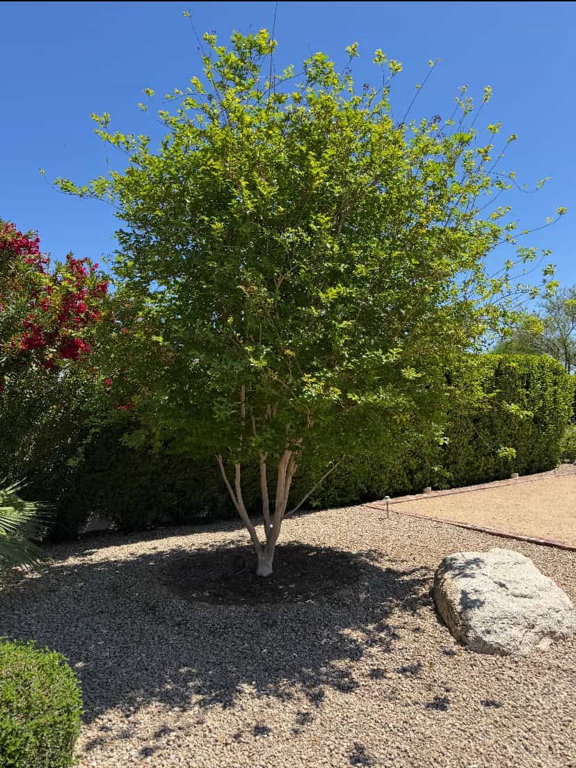After image of a soil injection job in Arizona.