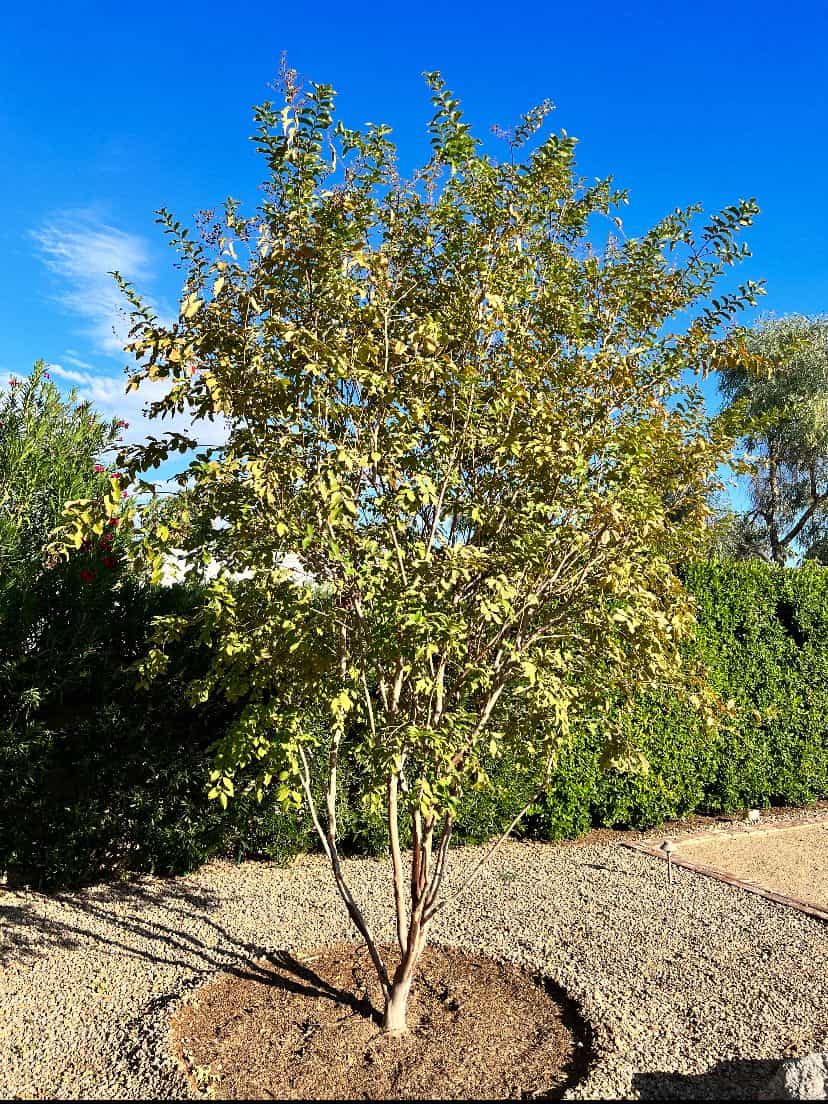 Before image of a soil injection job in Arizona.
