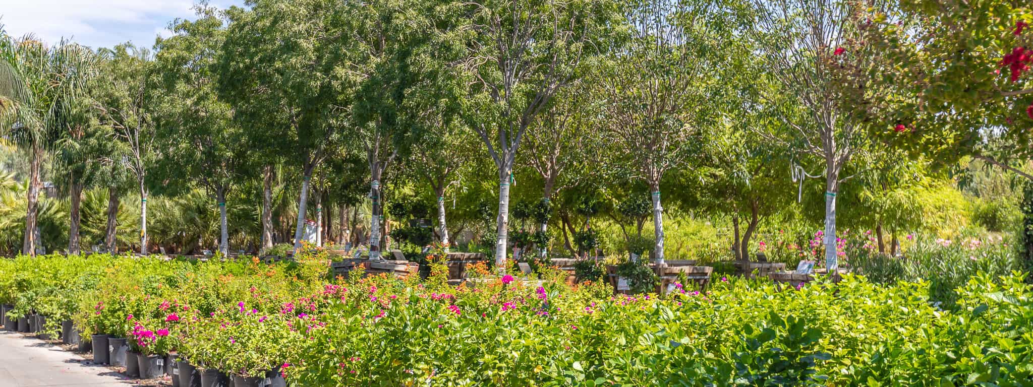 Escondido, CA | Moon Valley Nurseries