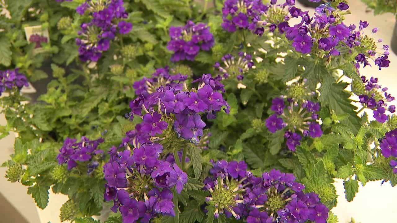 Expert Advice For Summer Gardening photo 1