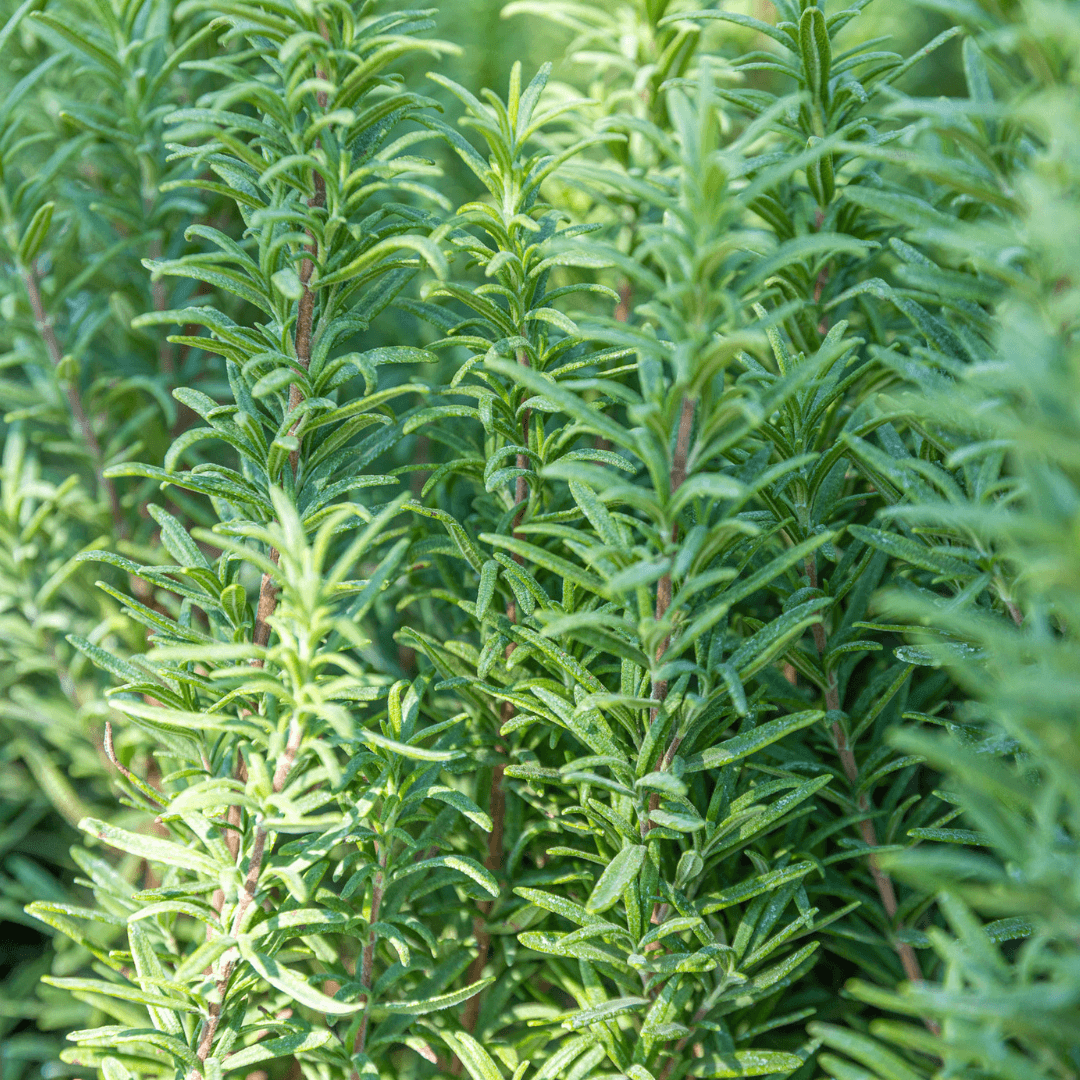 Close Up Of Upright Rosemary