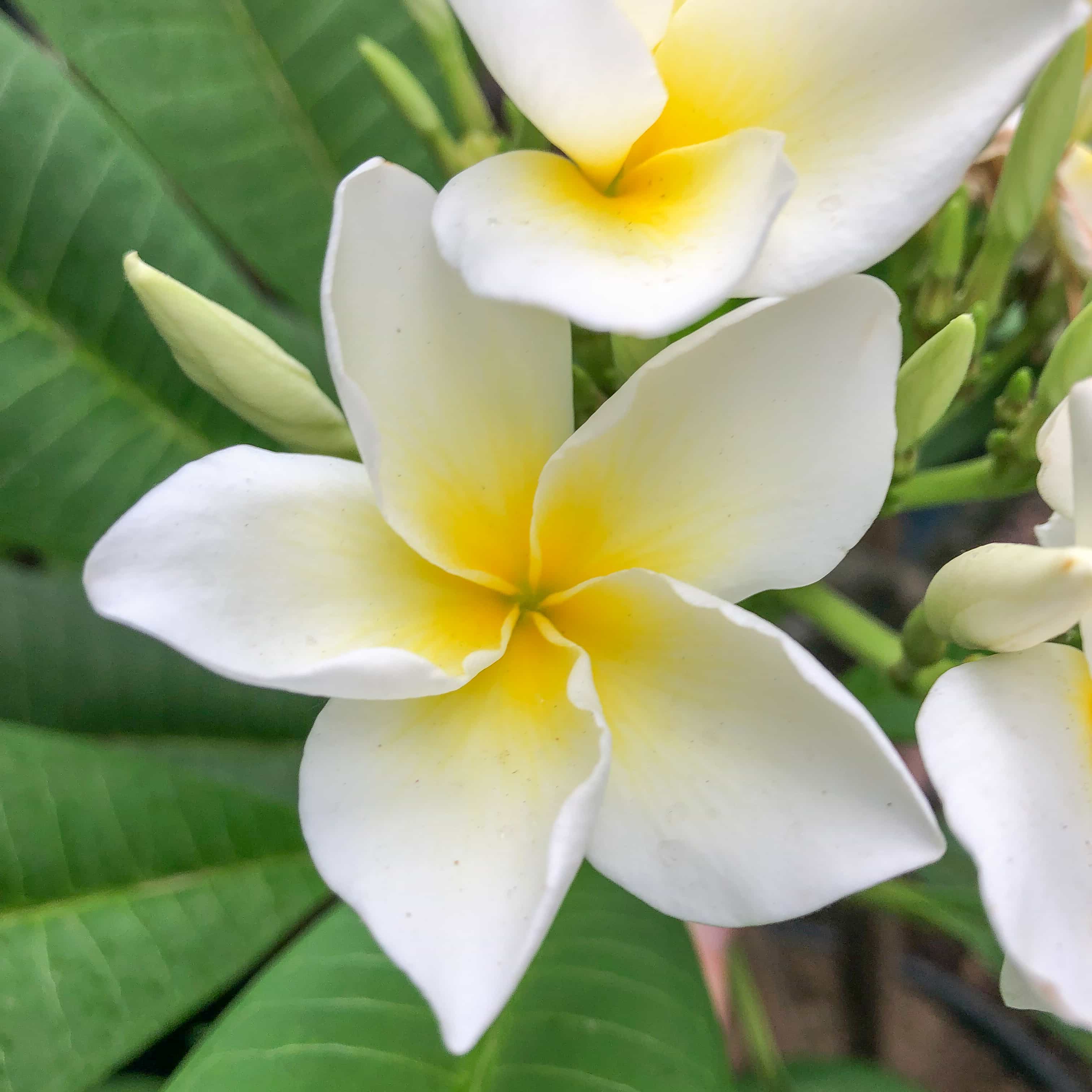 Plumeria