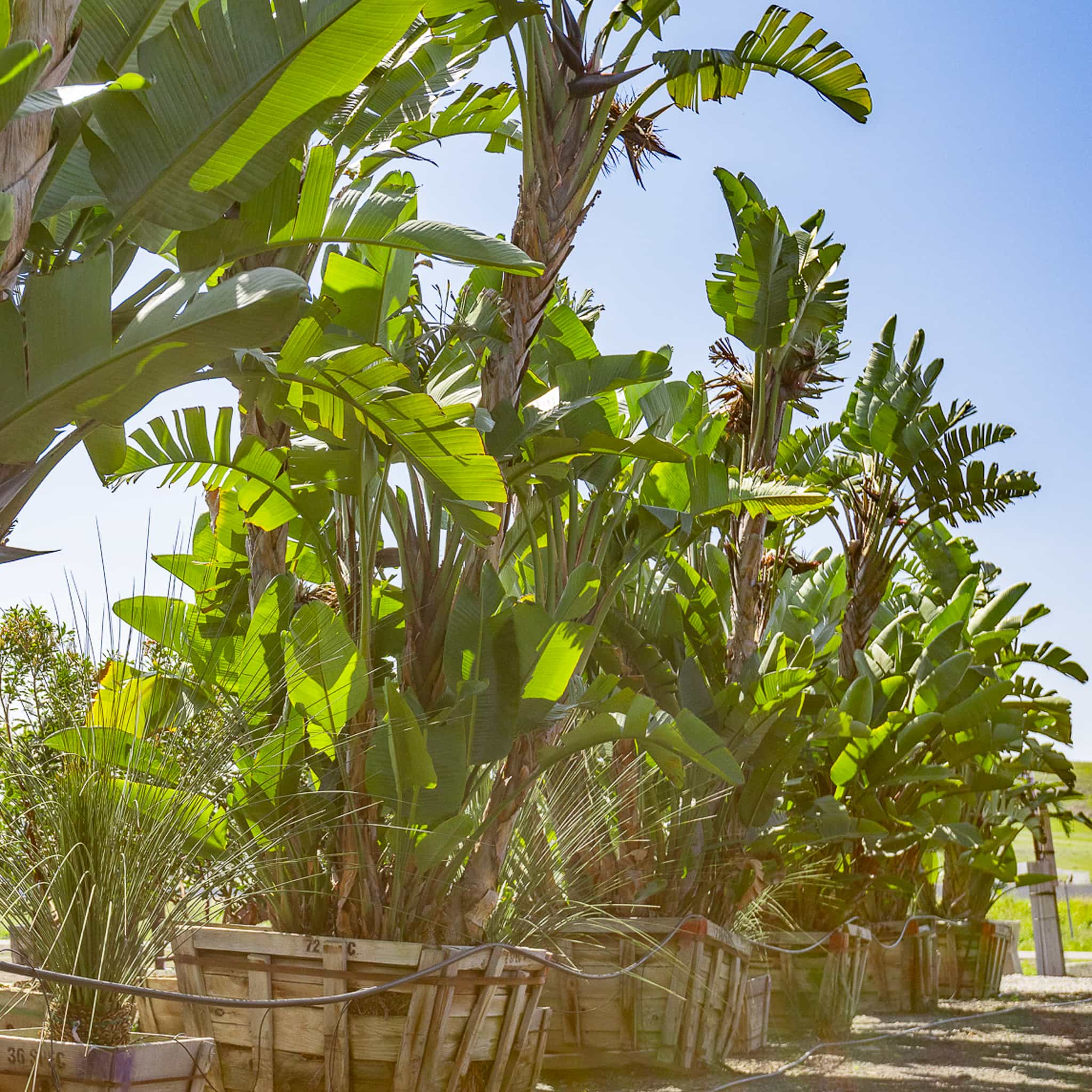 Giant Bird of Paradise