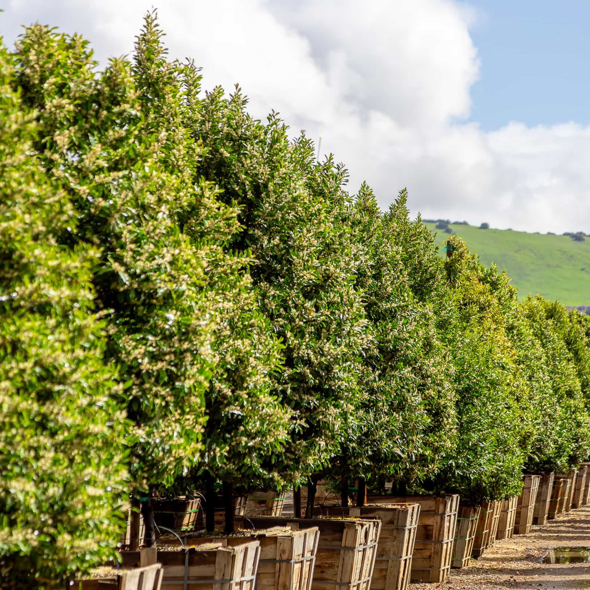  Huge Carolina Cherry row