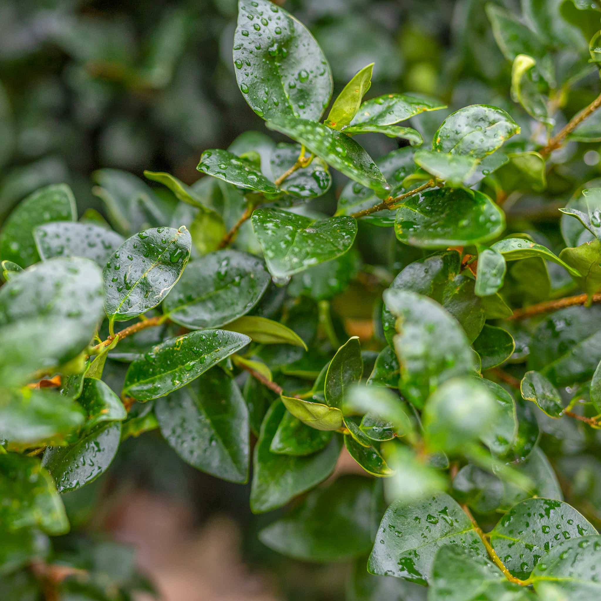 Wax Leaf Privet