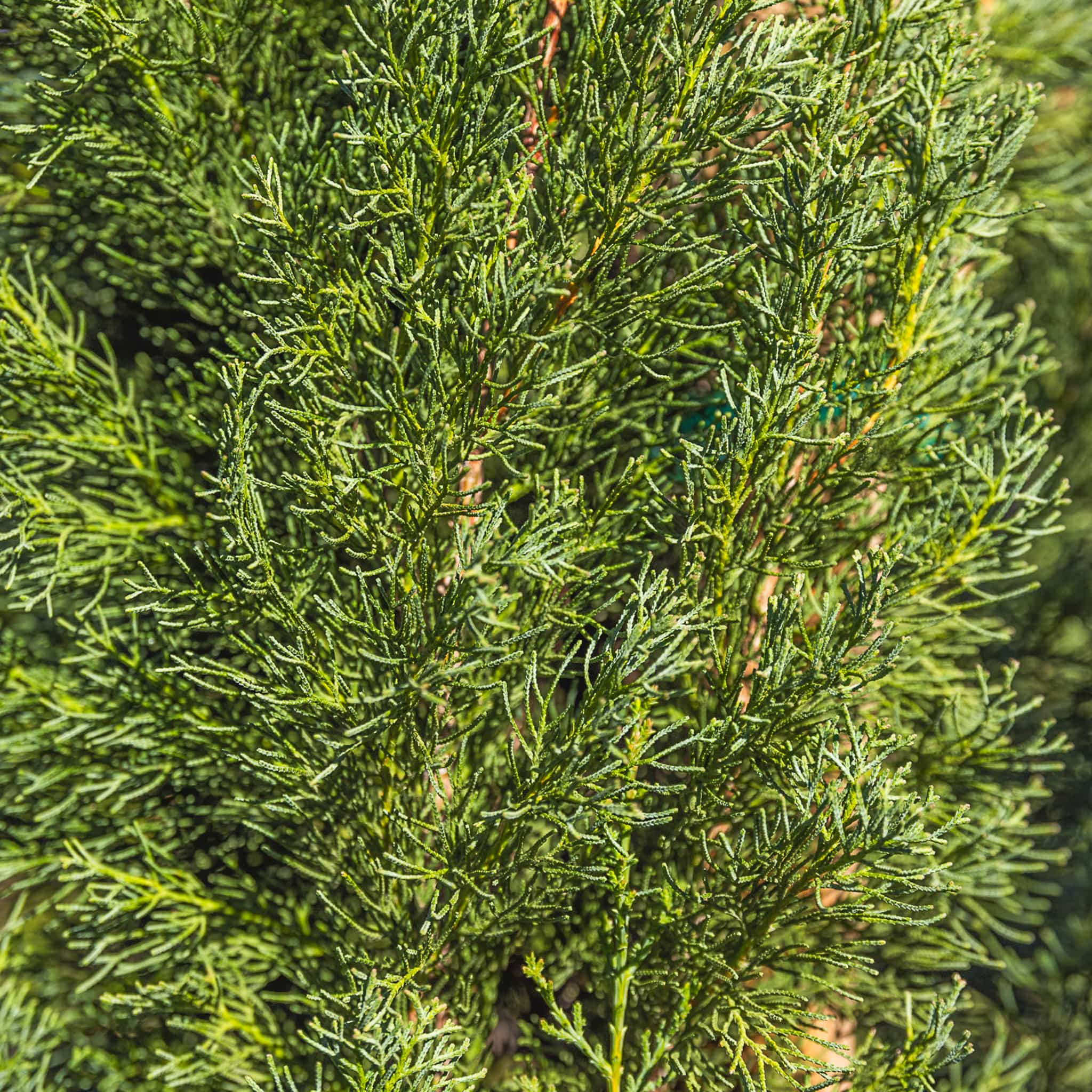 Italian Cypress